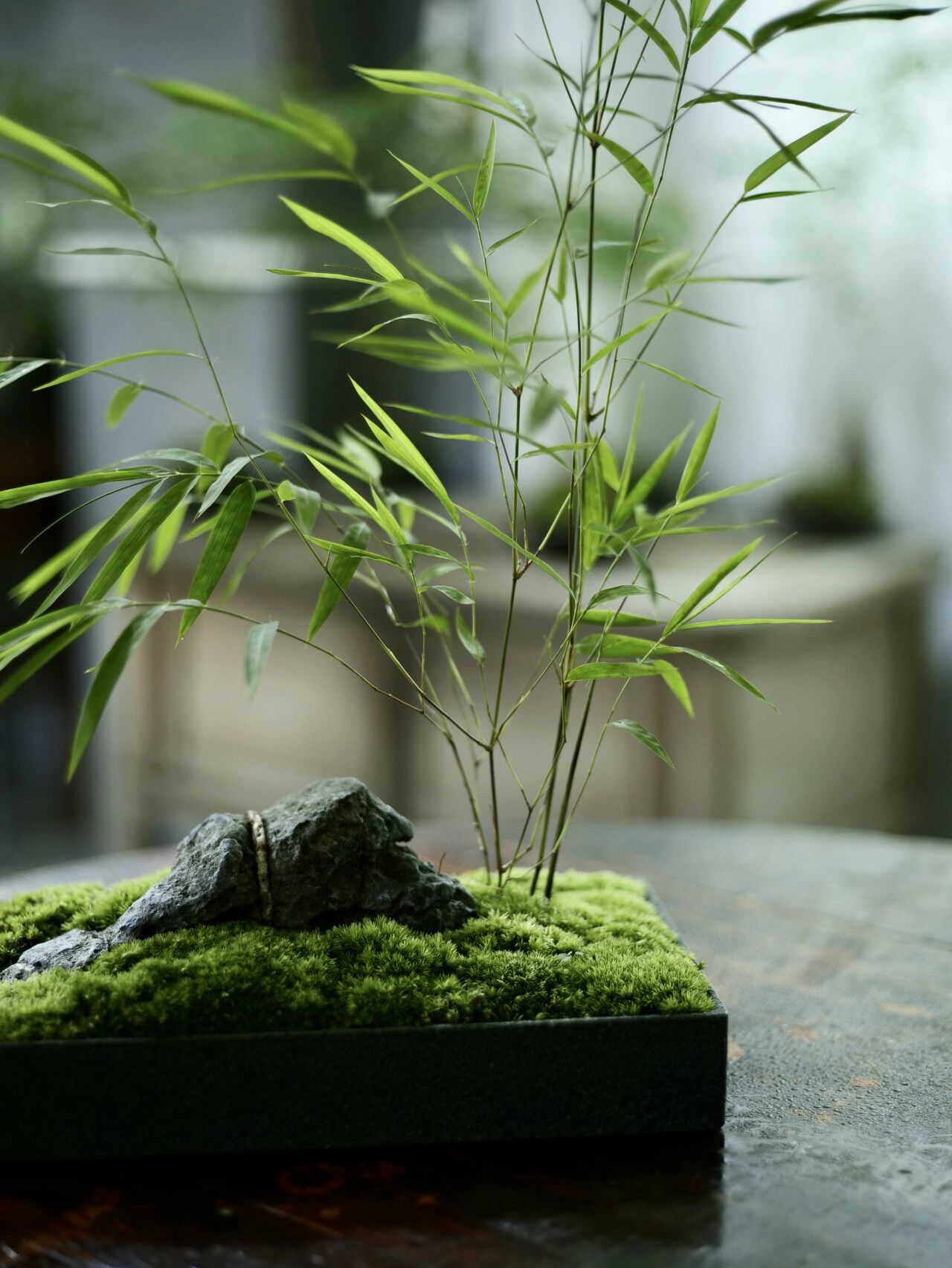 竹界头部|内门竹 最美的竹子67内门竹,竹竿细长