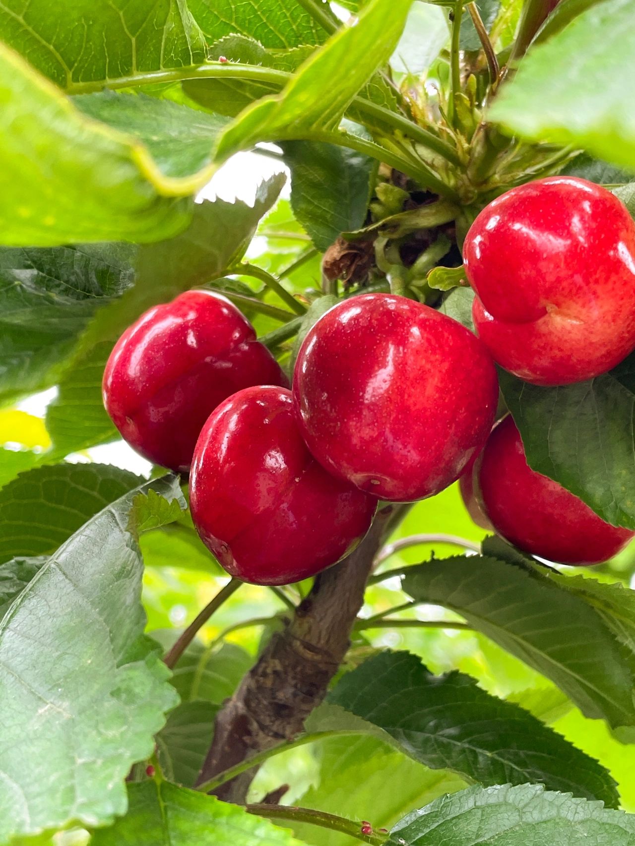 自己家的红灯大樱桃30mm-32mm大果现摘现发 红灯大樱桃已经开始采摘啦