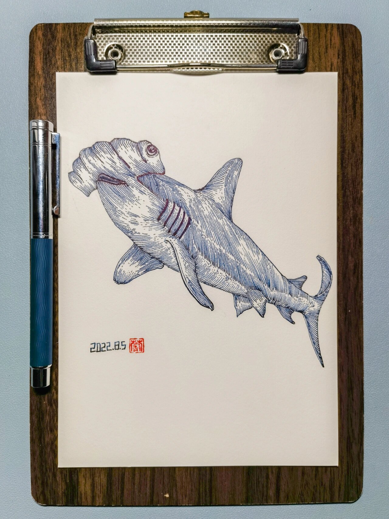 画画打卡,一只翻白眼的锤头鲨