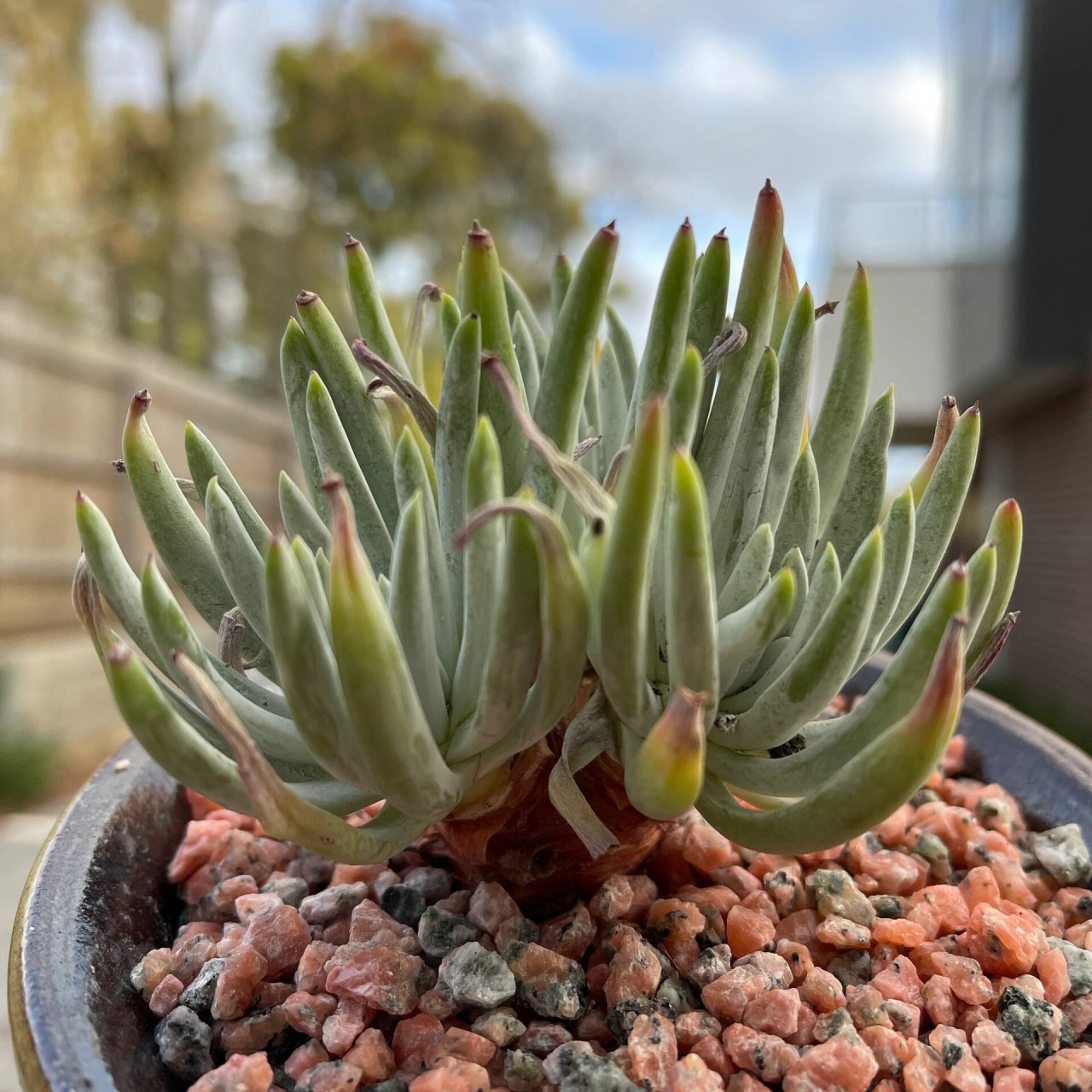 英文名: dudleya edulis 产地:来自南美的品种 仙女杯爱杜丽丝的多肉