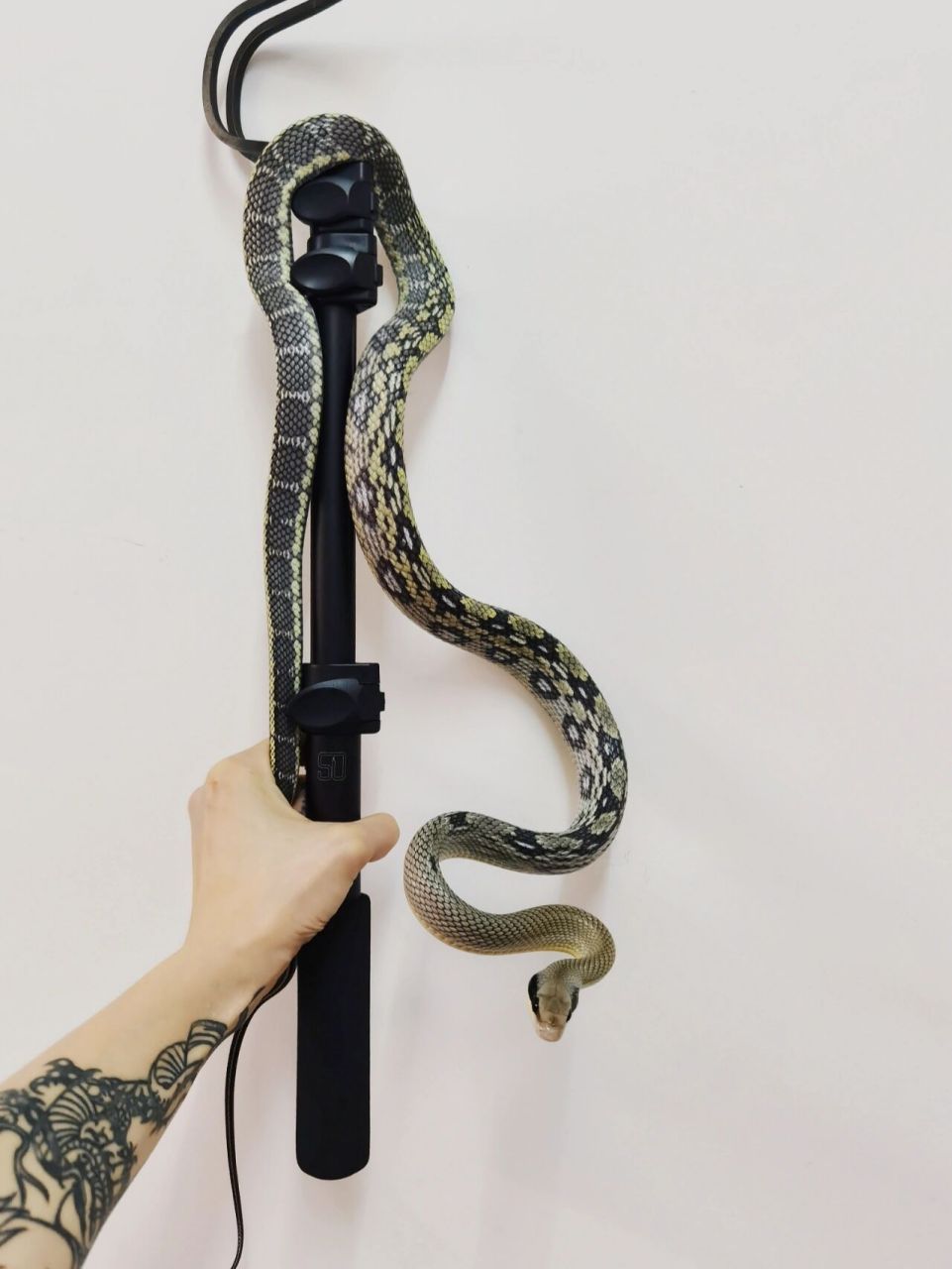 黑眉锦蛇越南亚种 当然,不是所有黑眉都是蓝灰色,当然我想买的确实是