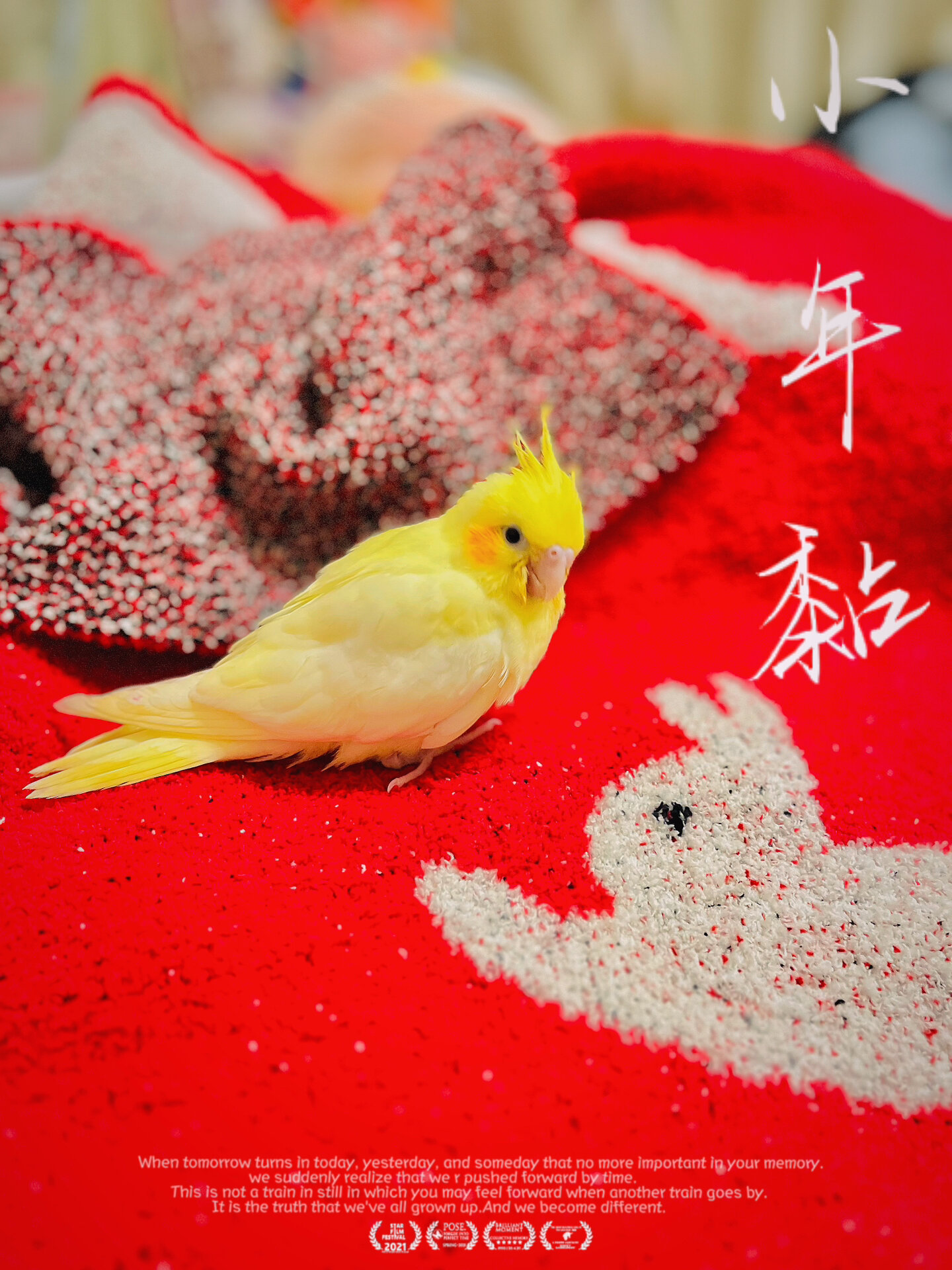 91我的梦中情鸟|玄凤红脸百趴