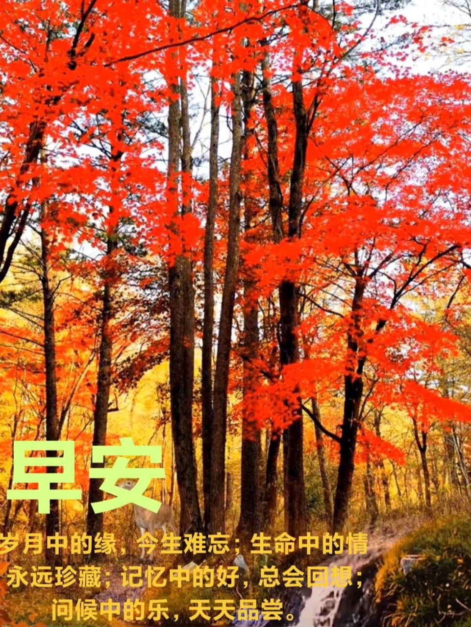 朋友圈早安问候文案图片 岁月中的缘,今生难忘;生命中的情,永远珍藏