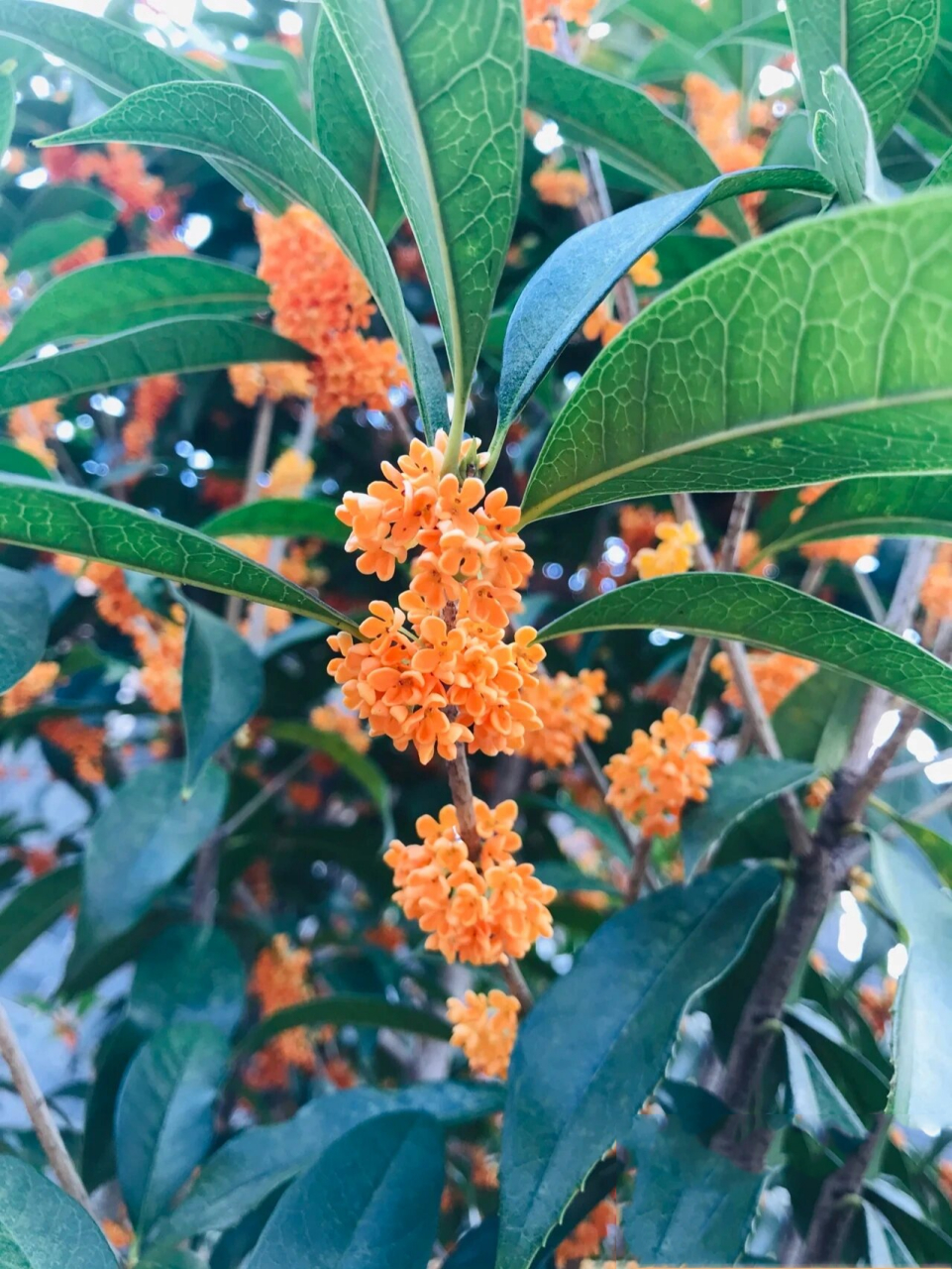 草原上桂花树图片