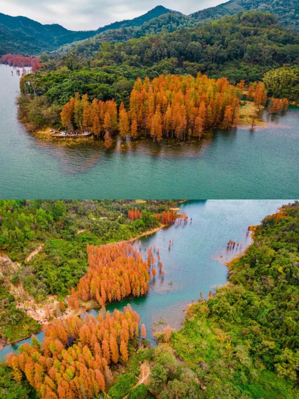 中山版小九寨沟02|02绝美水杉林 中山五桂山自然风景区:水杉林