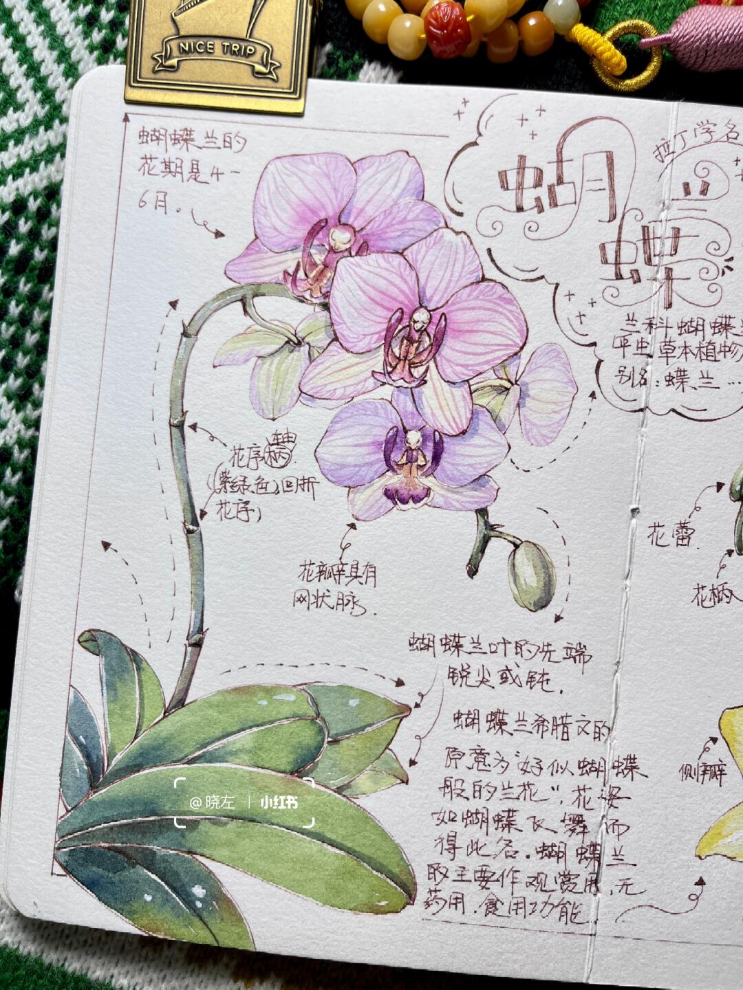 钢笔淡彩植物手帐:蝴蝶兰
