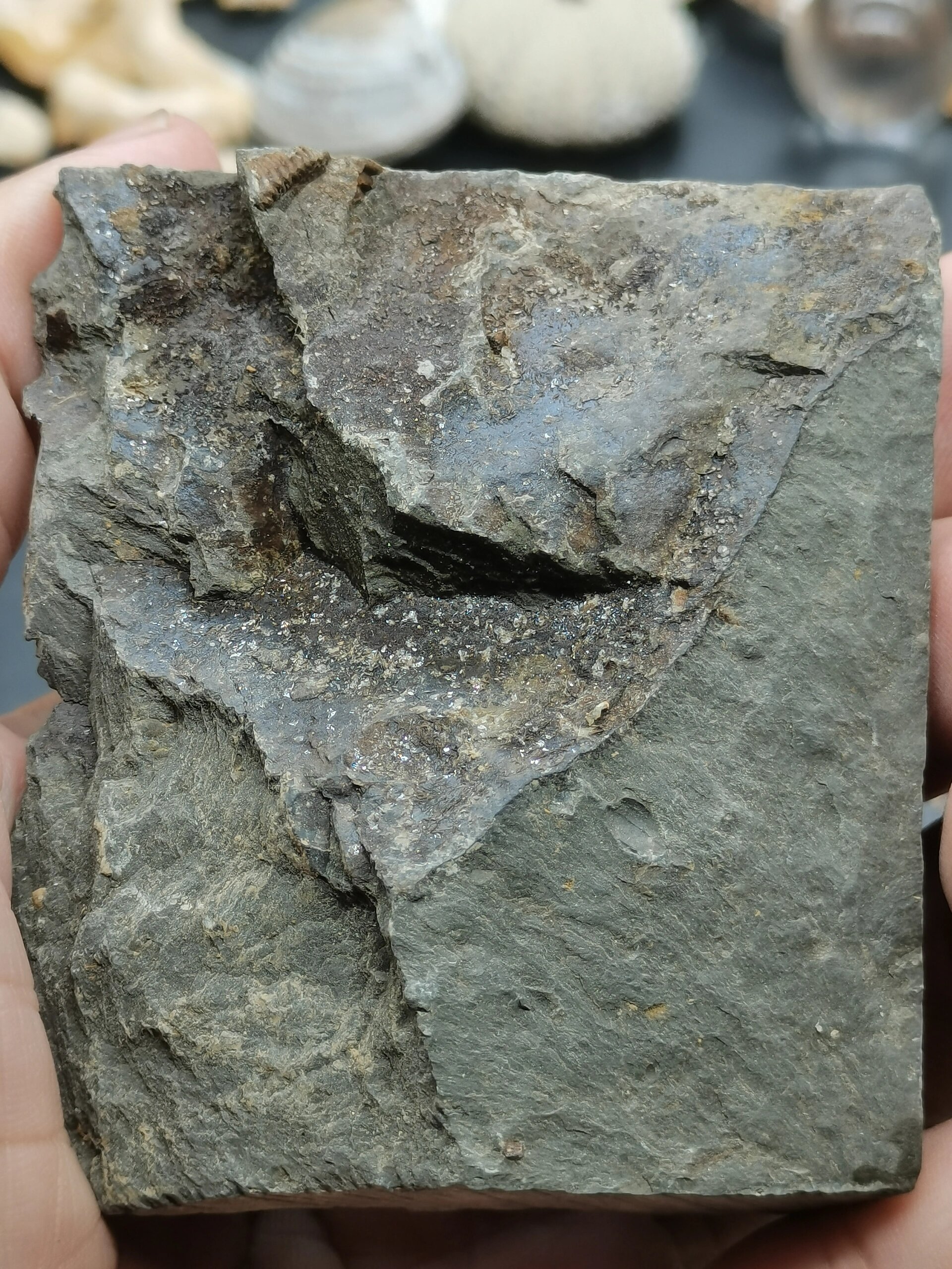 古生物化石 王冠三叶虫化石 史前王冠三叶虫化石  来自志留纪 欢迎