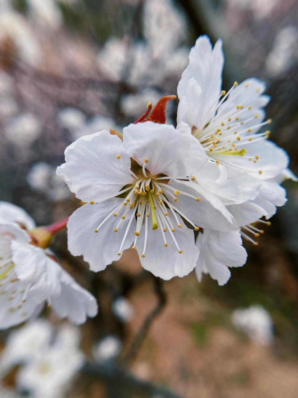 樱花和樱桃花图片