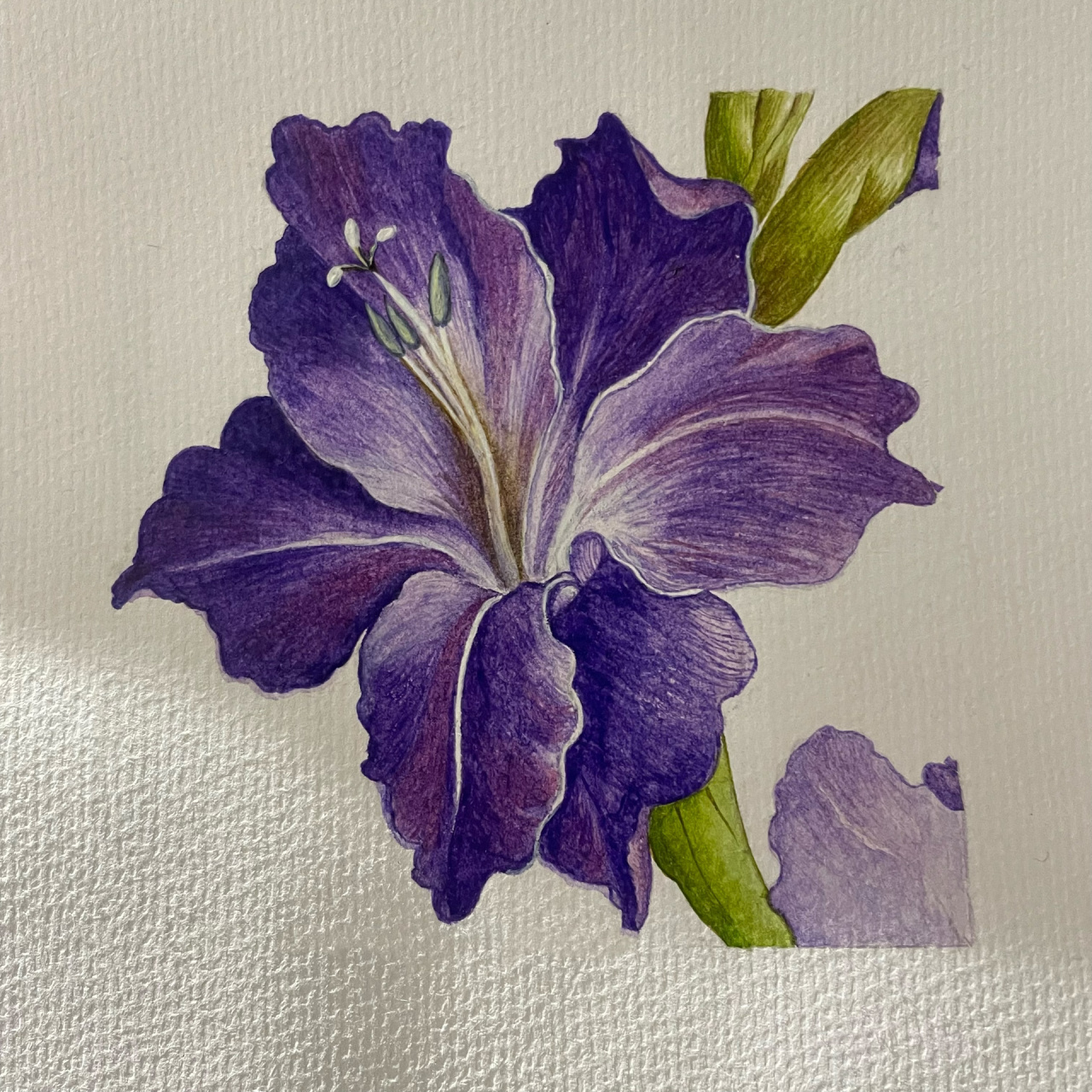 马兰花手绘|水彩花卉