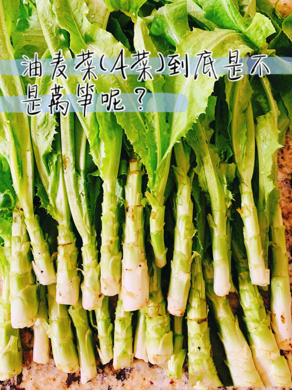 答案肯定不是 经常有朋友说油麦菜不就是莴笋吗?等长大了就是莴笋了.
