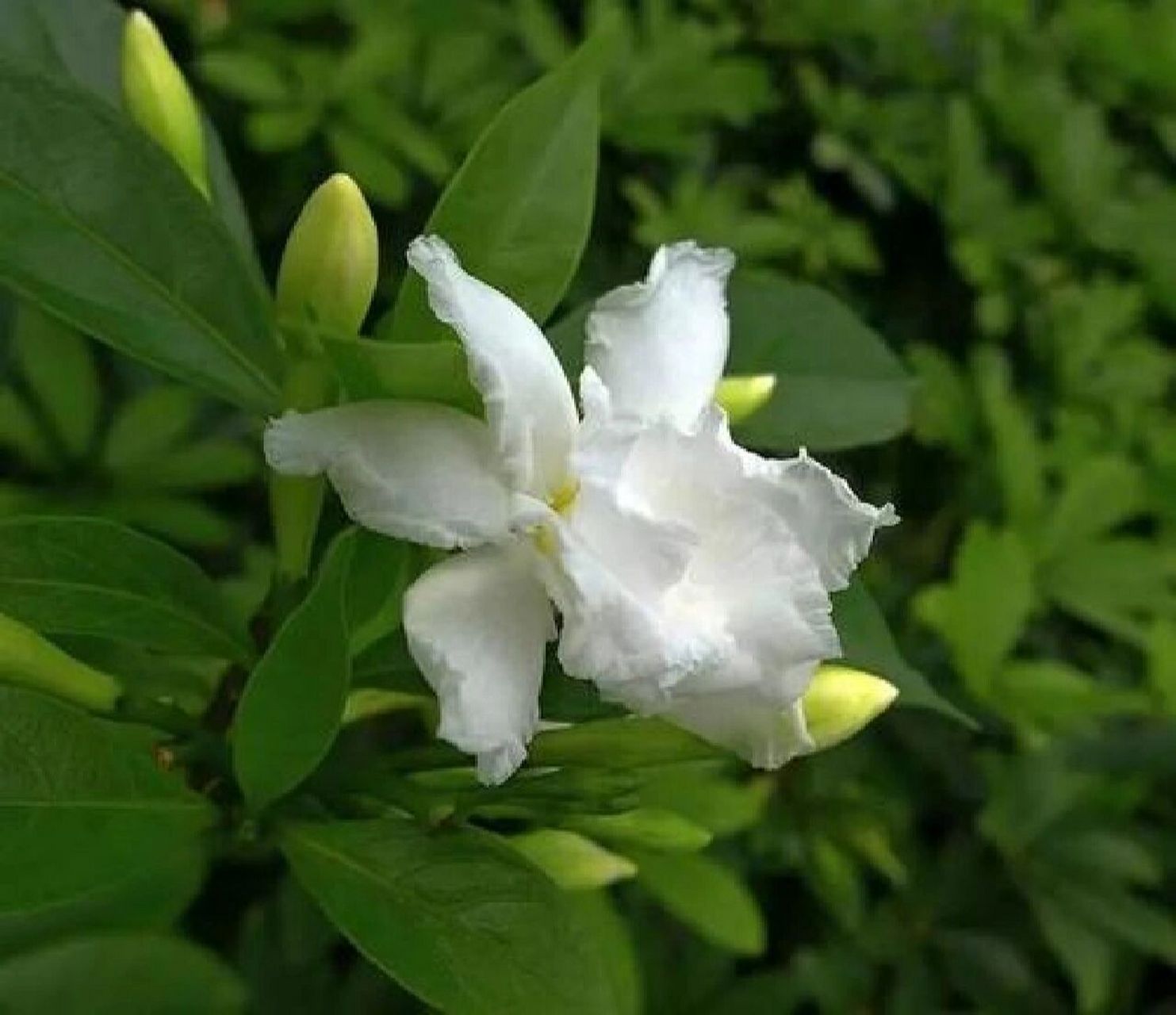 野生狗牙花图片