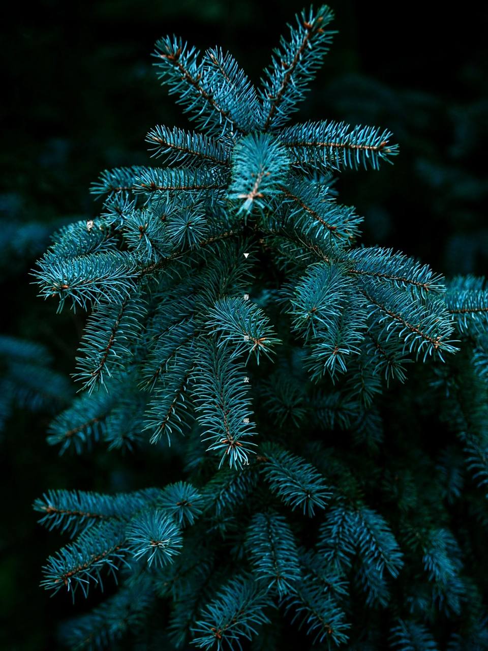 国植这棵蓝粉云杉太出片了 逛国家植物园总有惊喜啊,新发现的这棵原产