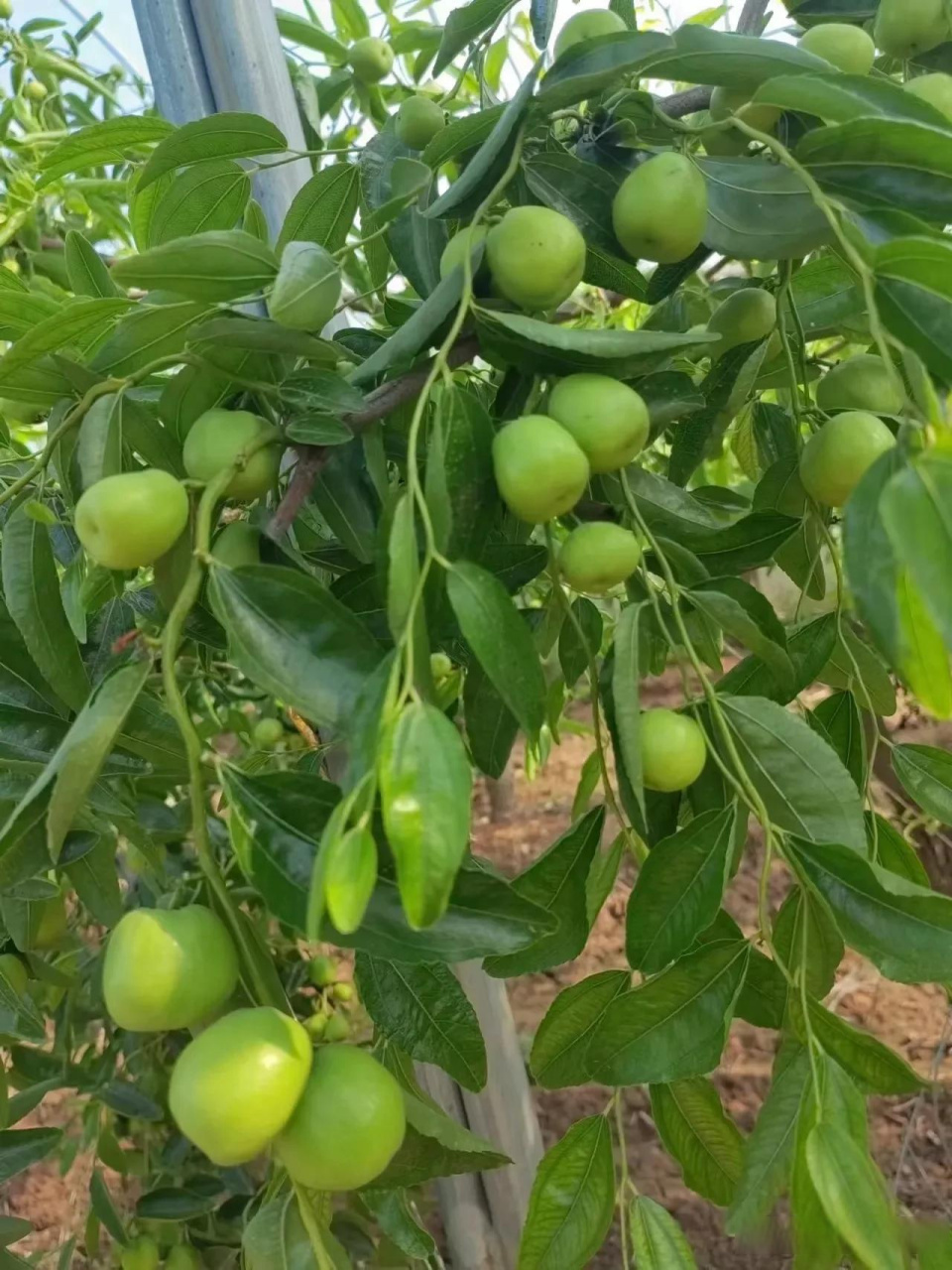 45天的龙蟠冬枣,翠绿圆润,十分诱人.摄于山西省临猗县庙上乡薛家庄村