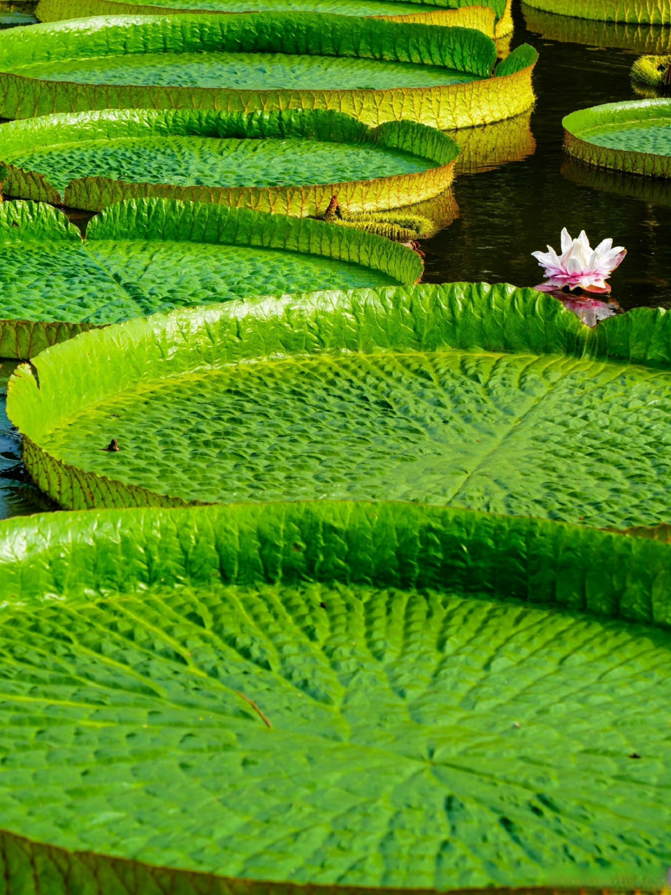 是睡莲科王莲属植物统称.