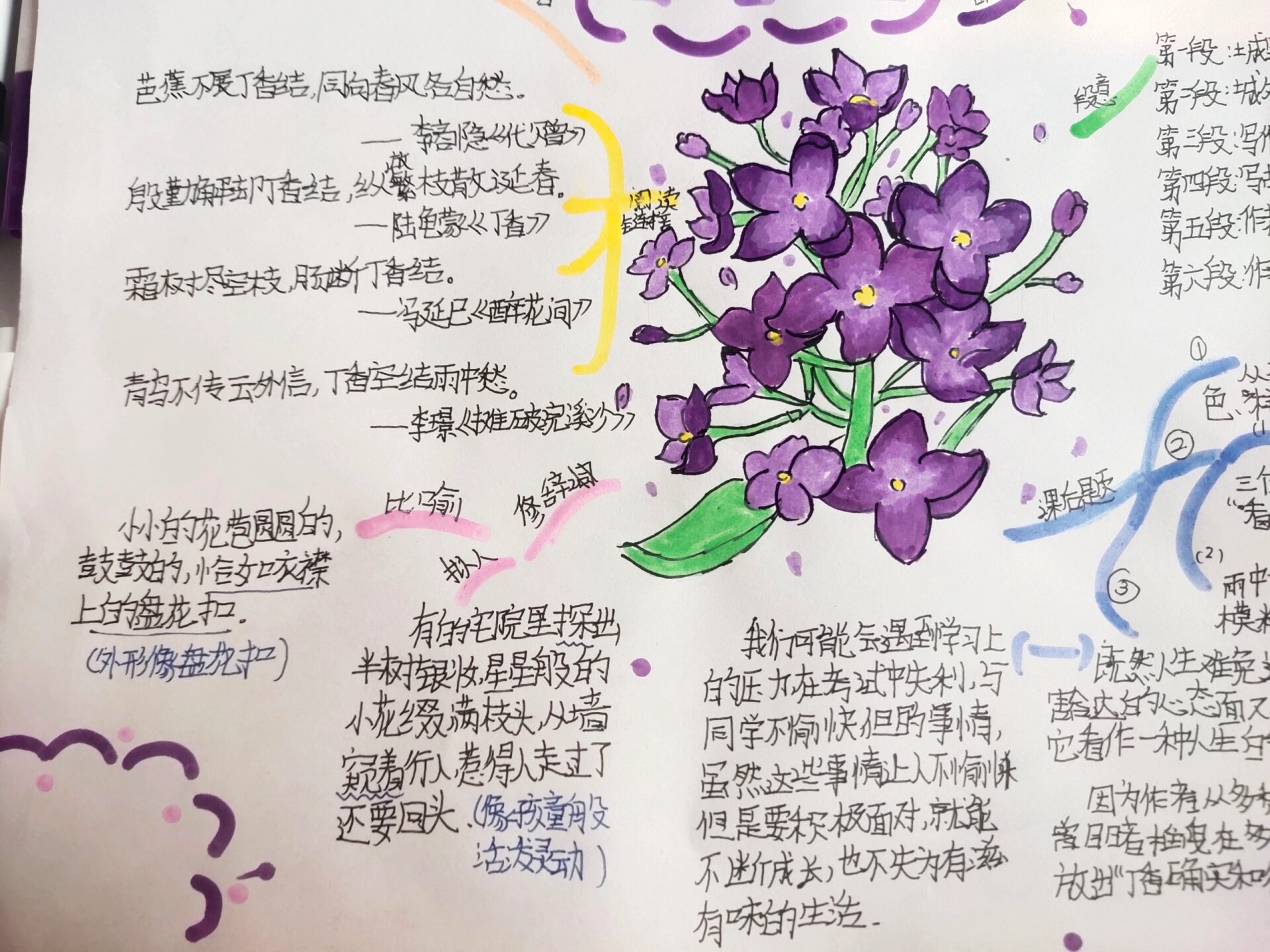 思维导图 六年级上册第一单元的第二课,丁香结