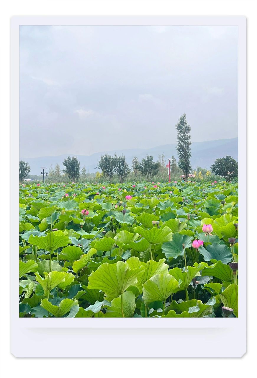 曲靖有江南,麒麟是水乡. 千亩荷塘,碧波荡漾,悠悠清香,垂柳飞扬.