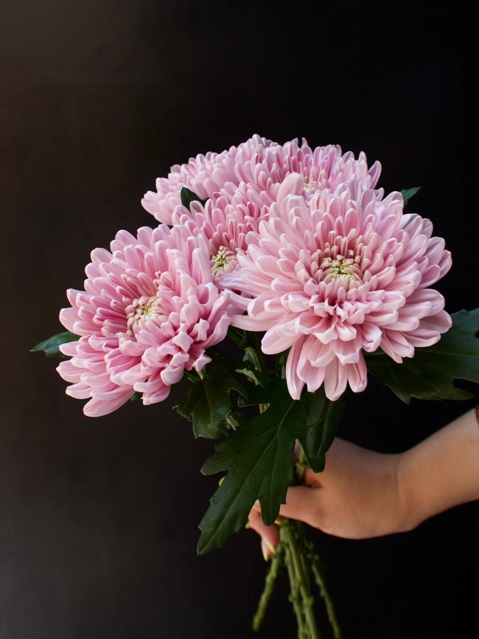 花材分享|安娜菊09 安娜菊绽放后花型圆润饱满 花瓣根根分明 有顽强