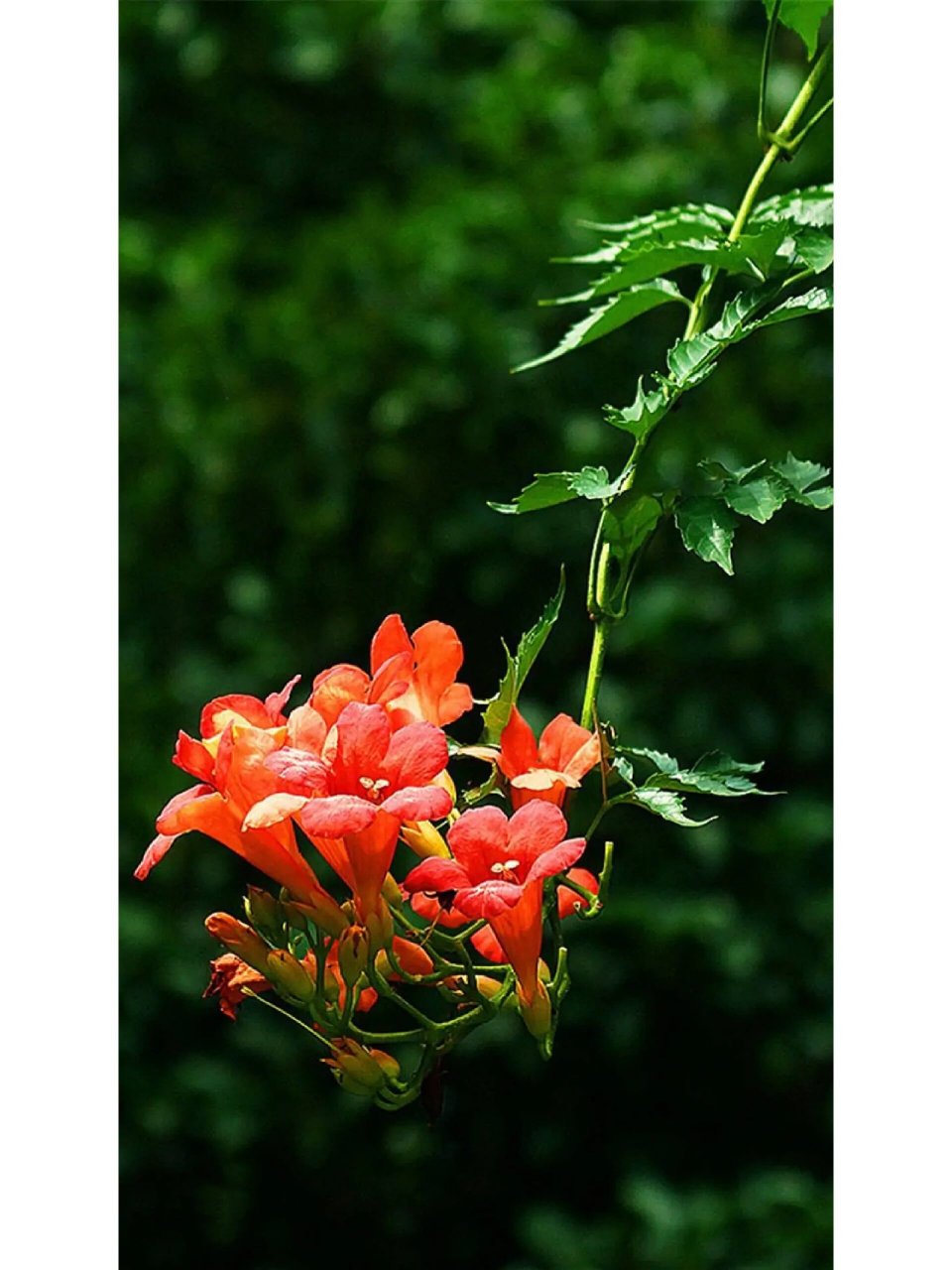 凌霄花的花语 凌霄花干枝虬曲多姿, 翠叶团团如盖, 花大色艳,宛若喇叭