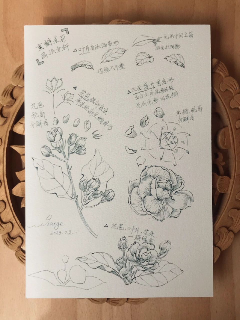 钢笔画 | 茉莉花这样画95太简单啦69/100 植物08:茉莉 线稿92