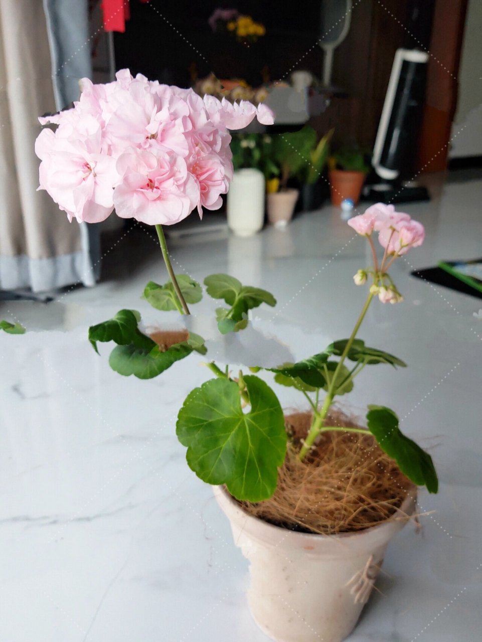 样的天竺葵,太美了 好大头的樱花团团呀 真的爱了爱了 比尔宝石棒棒哒