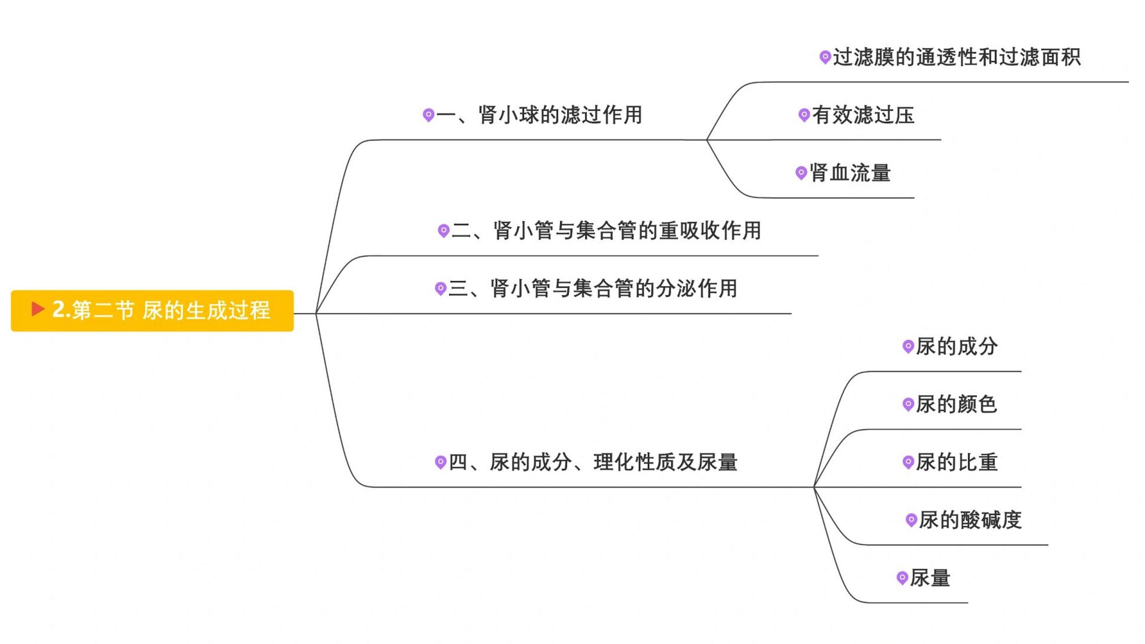 肾脏的结构思维导图图片