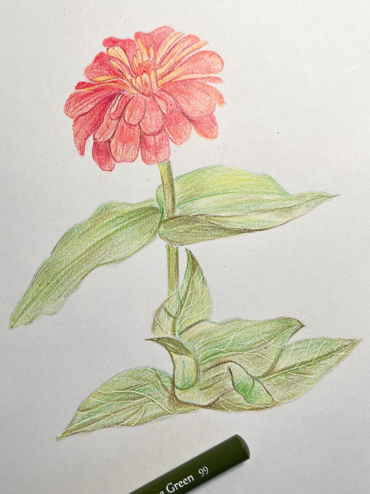 彩铅画#百日草#附详细步骤图 色号 7315马可tribute系列120色