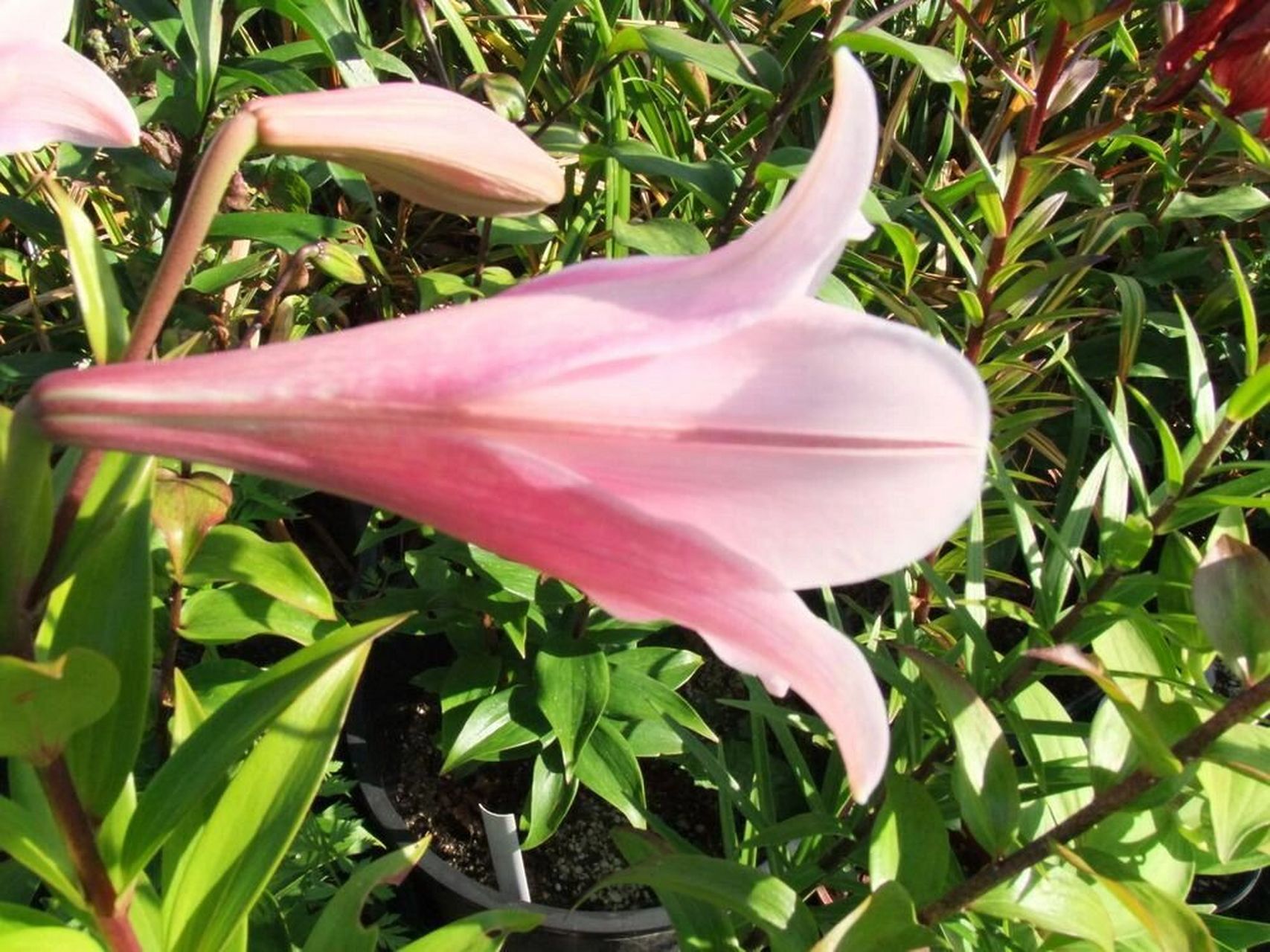 lo百合 / 铃声#2 【中文名】铃声 【英文名】bellsong 【分类】l.