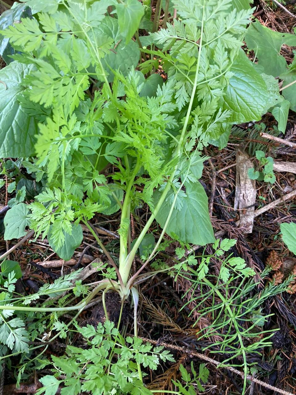 峨参野菜图片