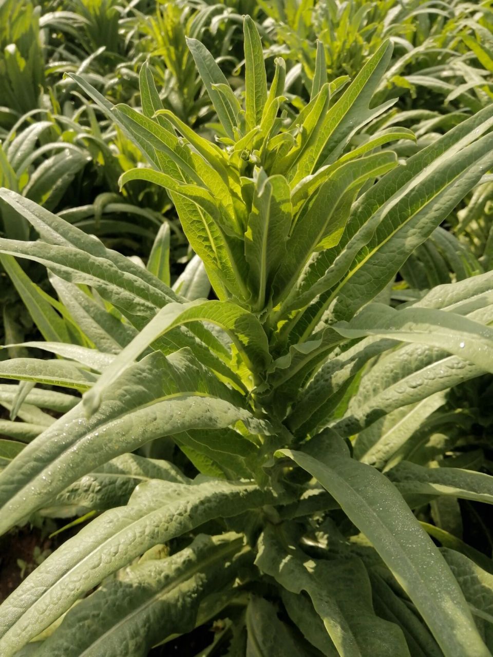 认识一下贡菜 不是莴笋,不是油麦菜,是贡菜哦