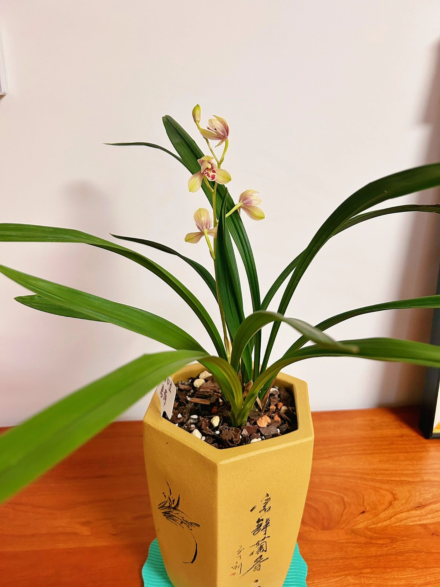 7月27日|君荷——建兰八大名品 君荷是一株具王者之气的建兰名品,君荷