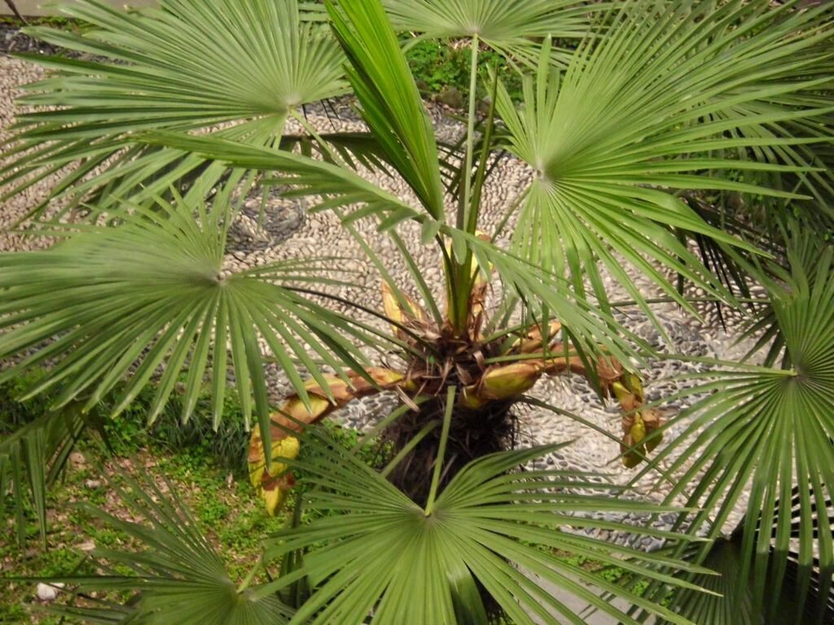 每日一植物(棕榈)18 阔叶类 97棕榈(学名:trachycarpus fortunei