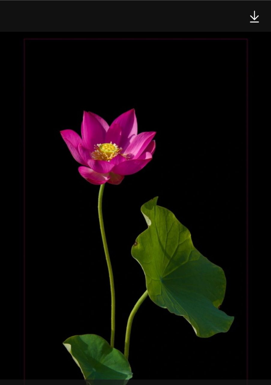 荷花摄影作品 我空间里有很多漂亮的画照片 ,欢迎大家随时收藏 .