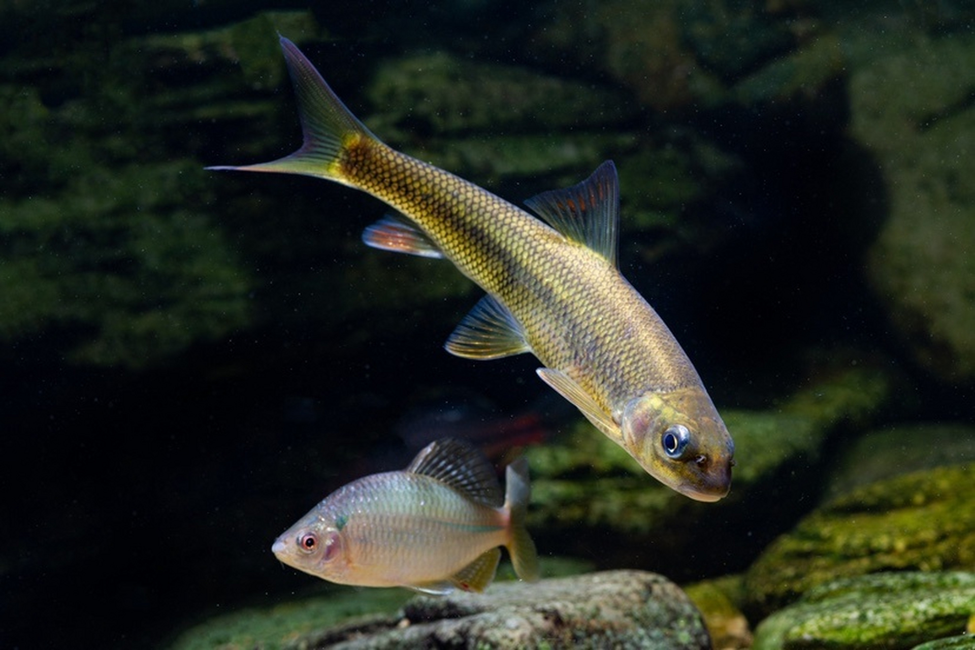 山东省特产 - 泰山赤鳞鱼 泰山赤鳞鱼具有极其丰富的营养价值,传说"