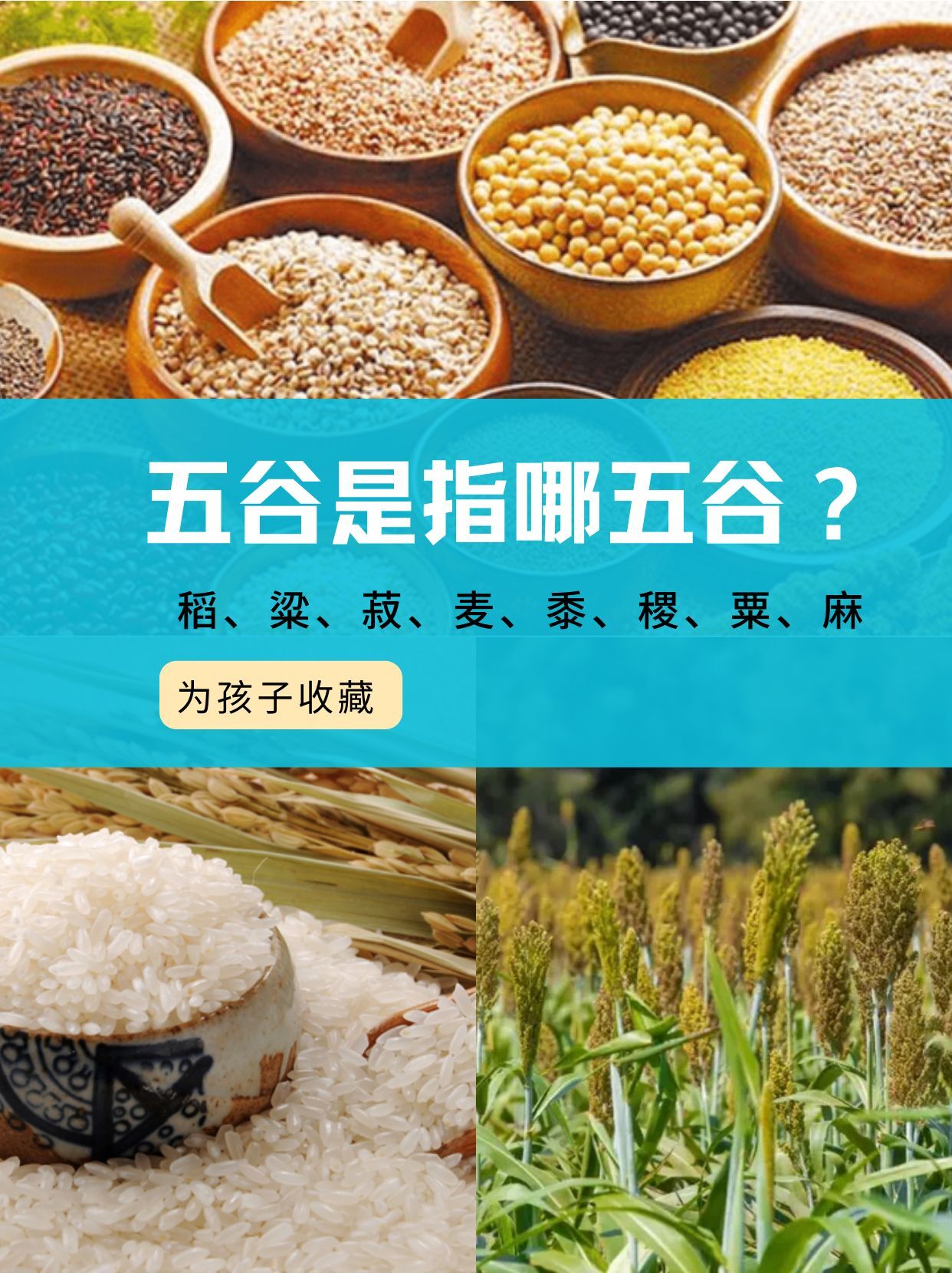 菽,麦,黍,稷,粟,麻,一次说清 稻,粱,菽,麦,黍,稷,粟,麻,古诗中的五谷