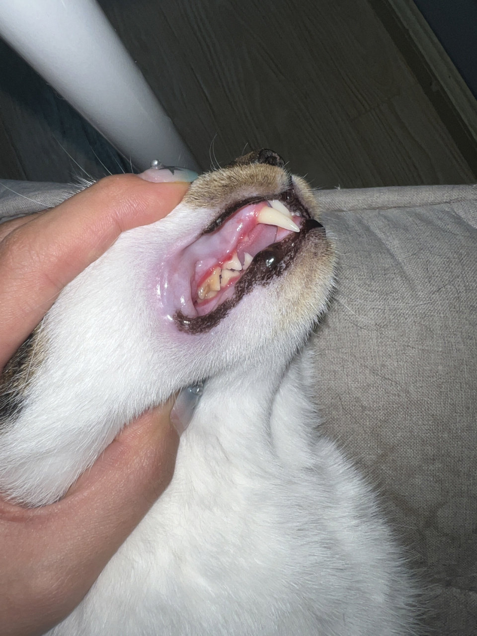 050505口炎猫猫真的一定要全 小时候捡来的时候有杯状病毒,所以