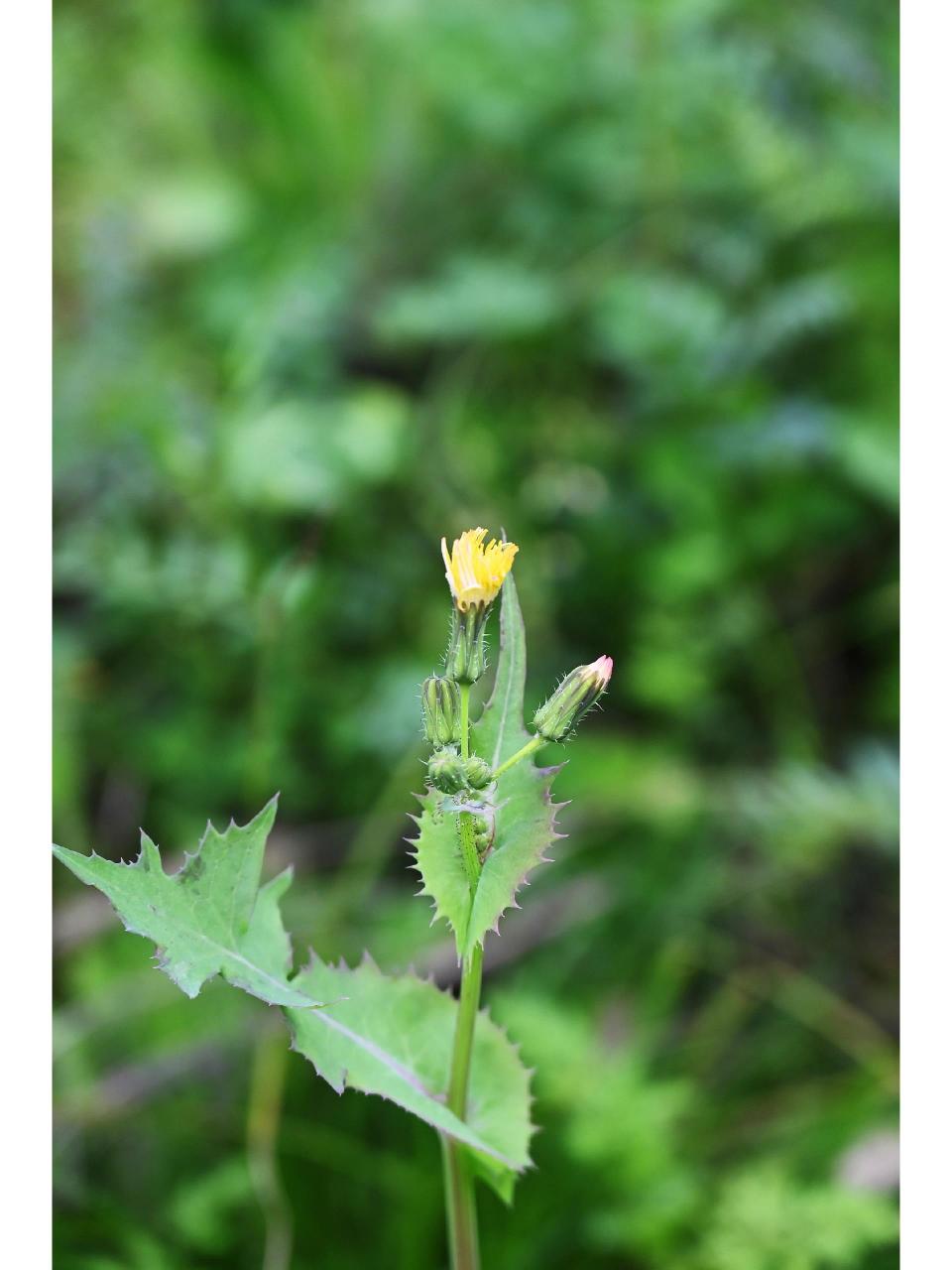 一种野菜,可食. 宋朝王之望有诗云:"朝来食指动,苦菜入春盘.
