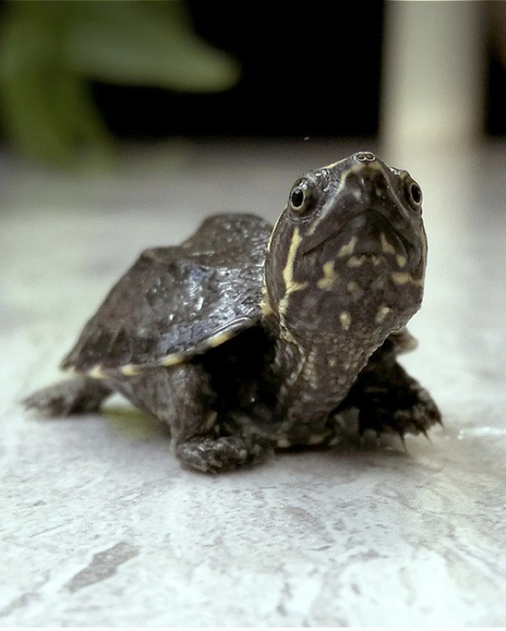 98-麝香龟 简单的介绍一下麝香龟: 麝香龟属小型