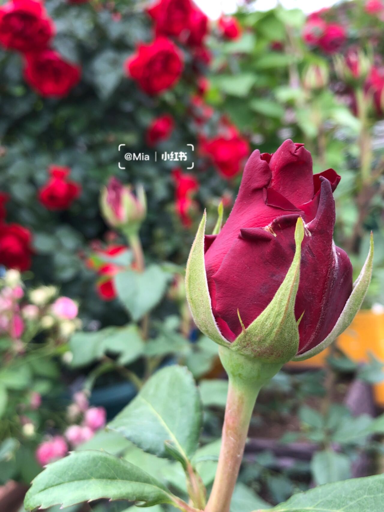 月季【探索者】 月季【探索者】 暗红色的花瓣,厚实有质感,高脚杯花型