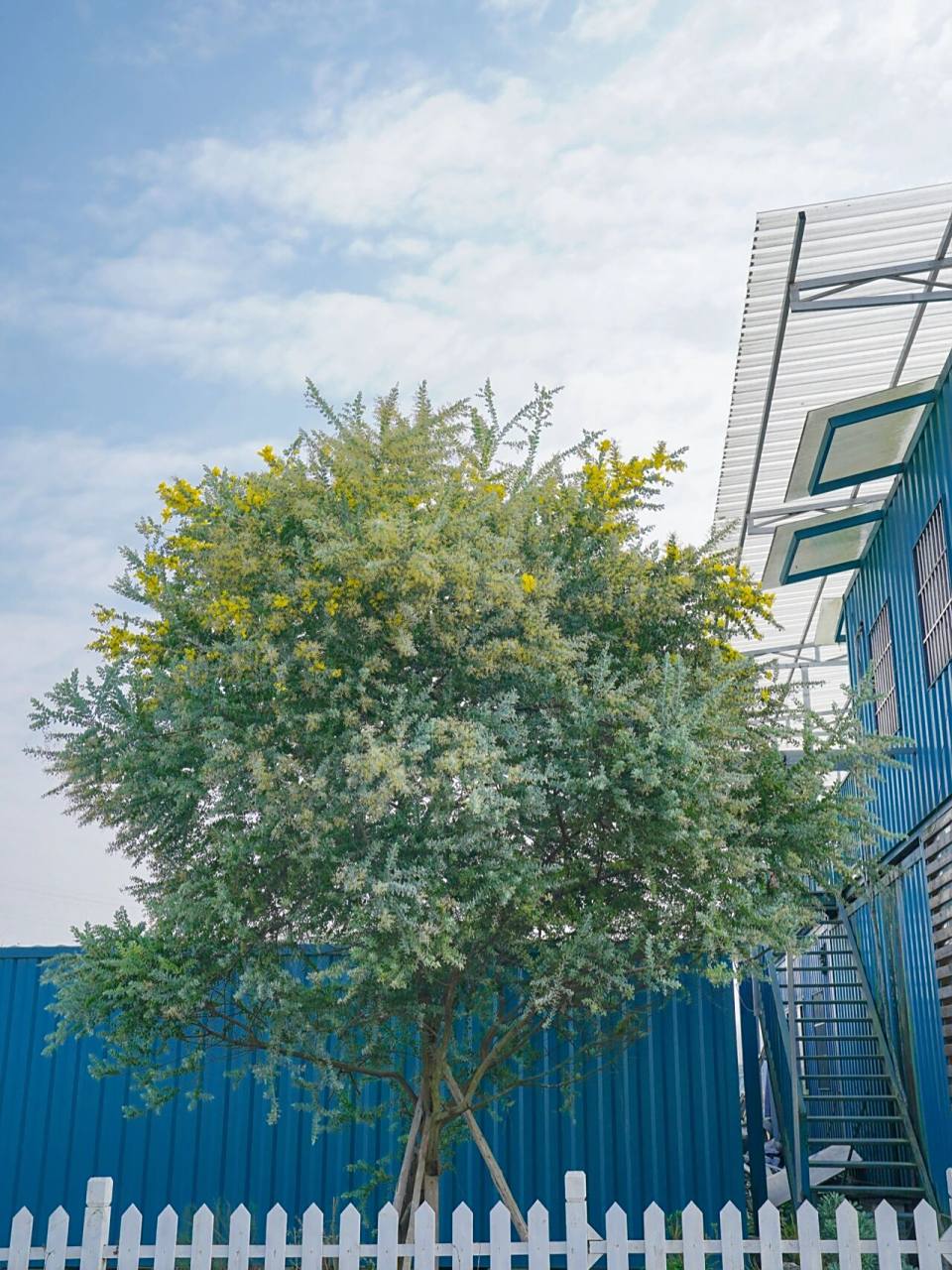 临近除夕,花园的金合欢开始爆出一个个毛茸茸的黄球啦.