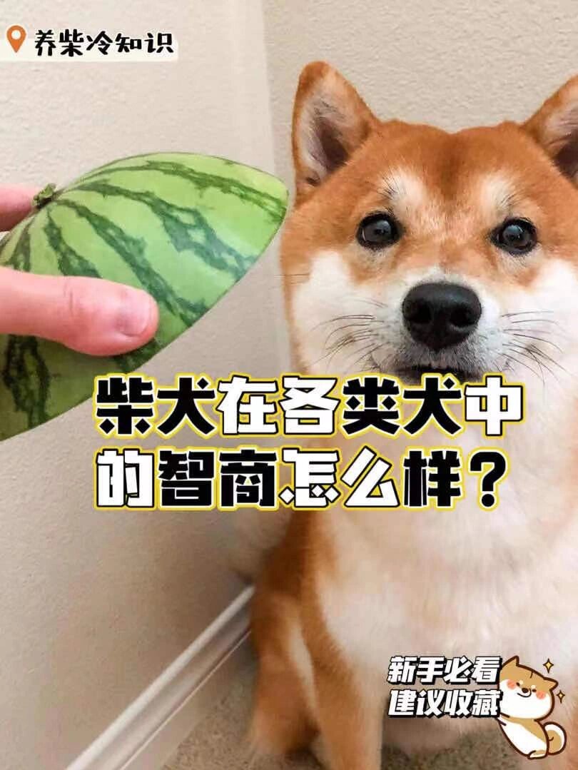 柴犬智商排名图片