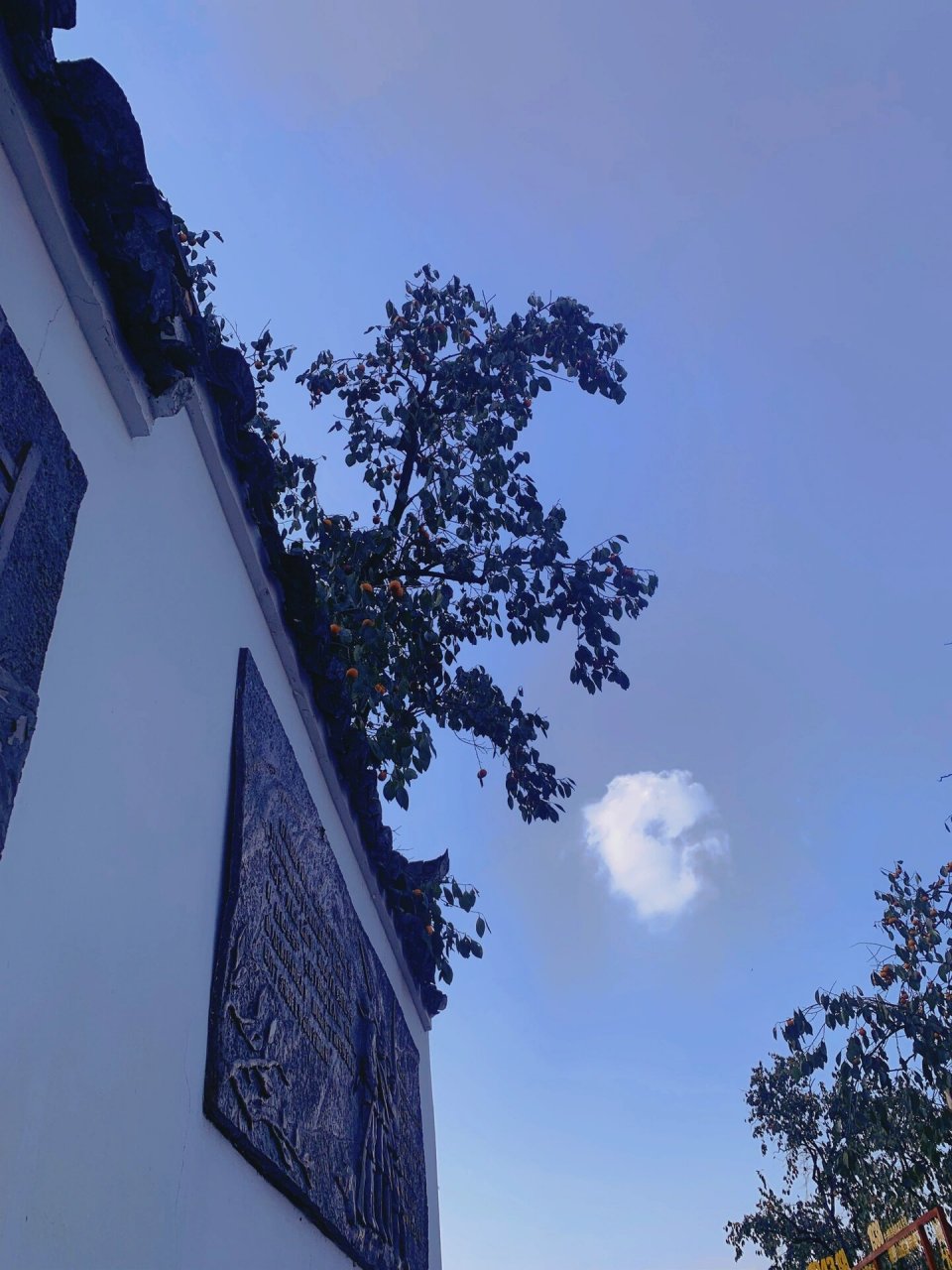 99四明山 一日自驾游:四明山水杉湖湿地—杉野茶咖—白水冲瀑布