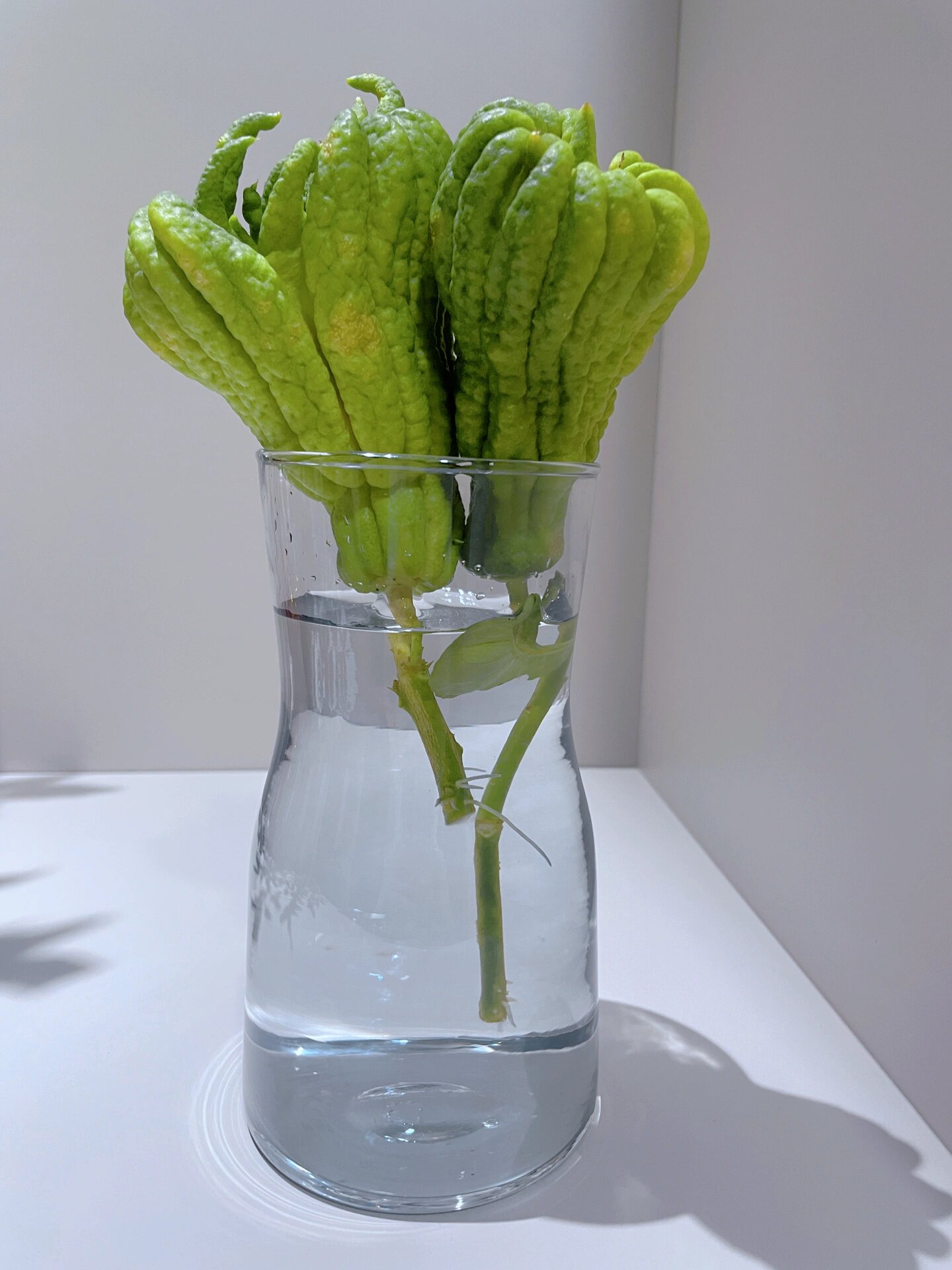 佛手水培养殖    佛手水培如何长根 在水培中,佛手植物是一个非常受