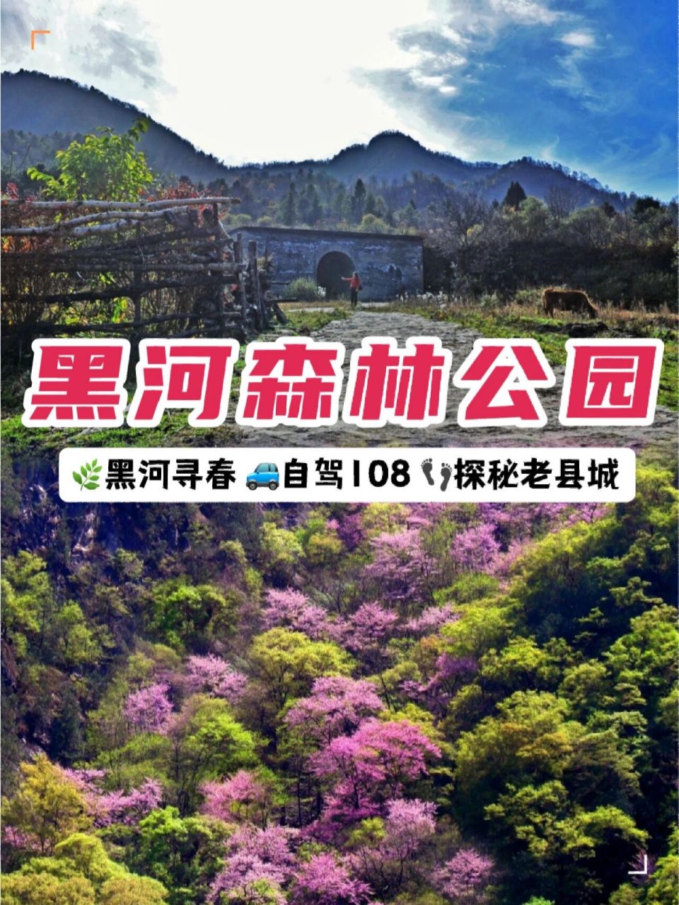 西安周边自驾赏花09黑河森林公园77老县城 山山而川72 征途漫漫
