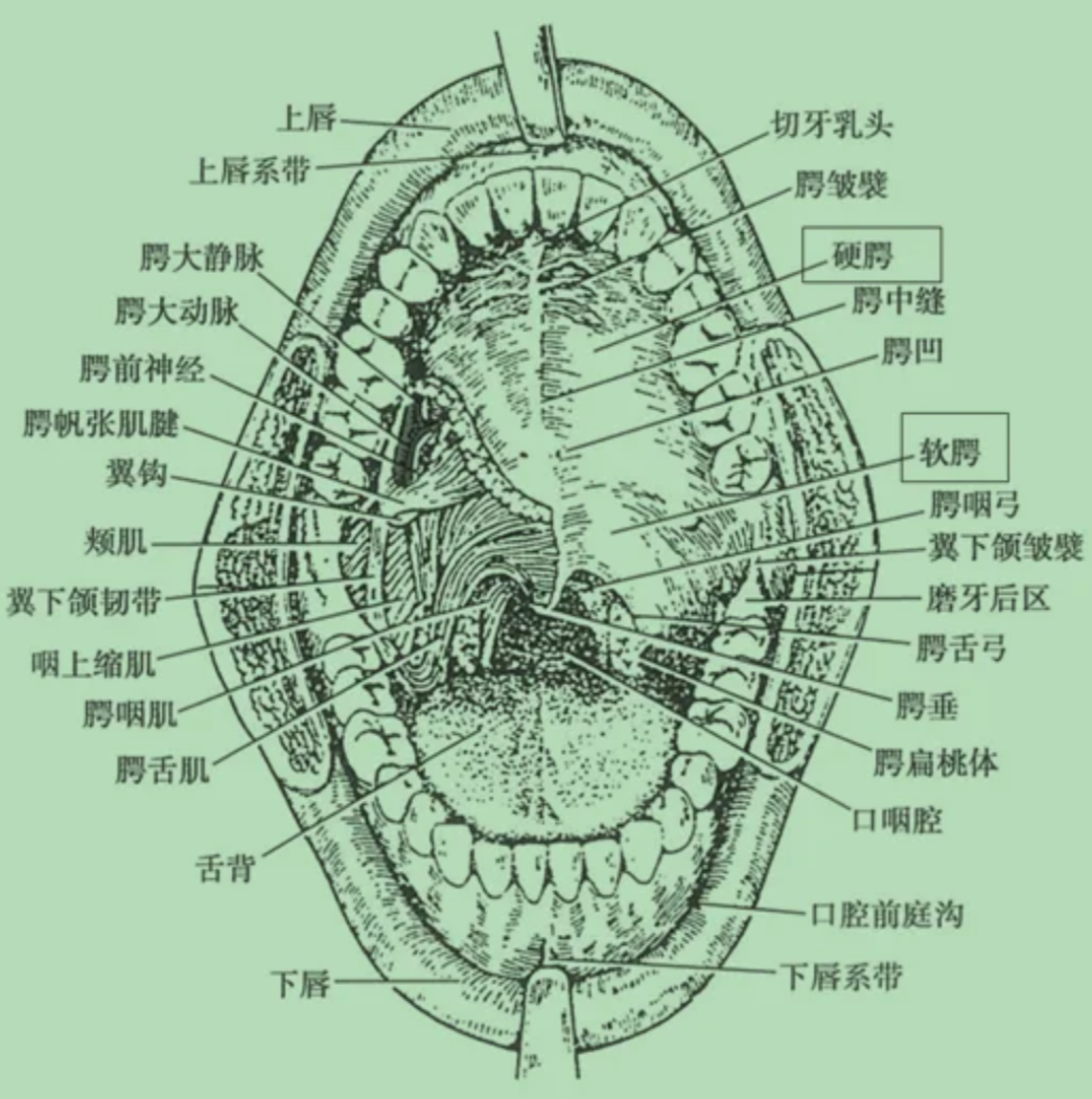 口腔上颚那两个小孔叫腭大孔