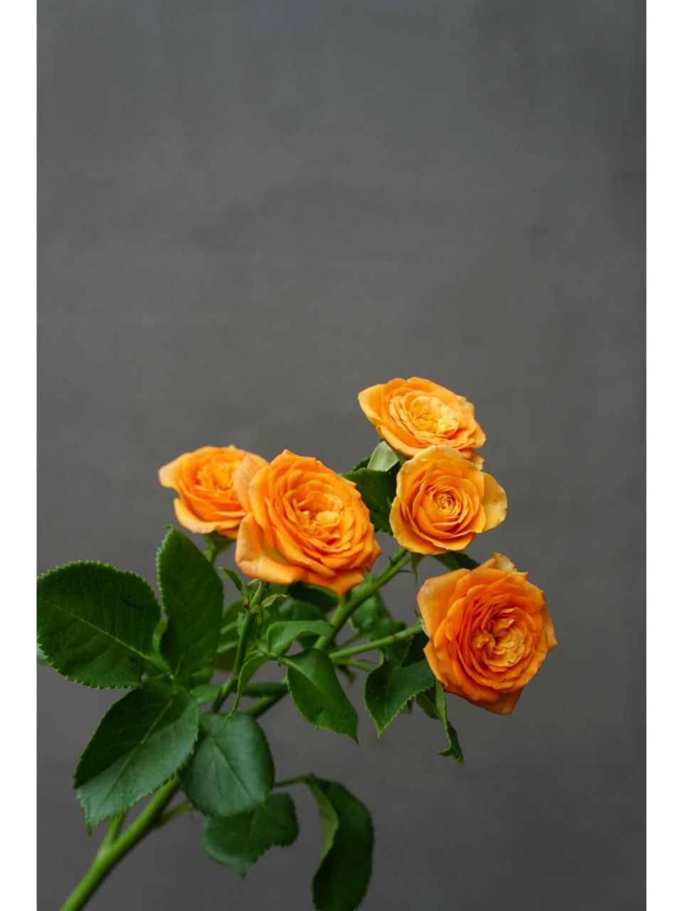 365天每日识花|一次性认识9种浪漫多头玫瑰 1.