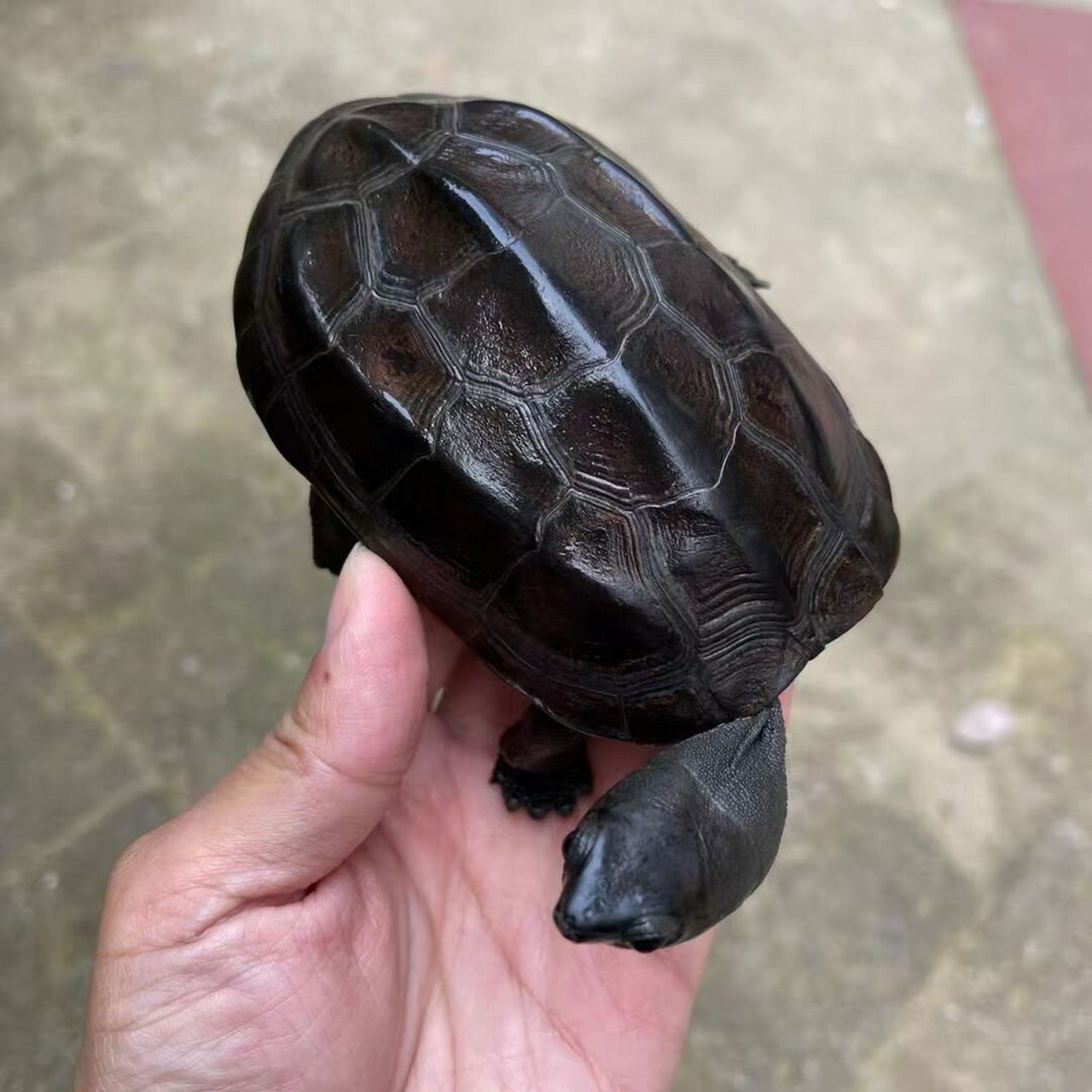 精品草龟墨龟鉴赏,最后两图有惊喜 精品草龟欣赏,每只都是精品,漆黑无