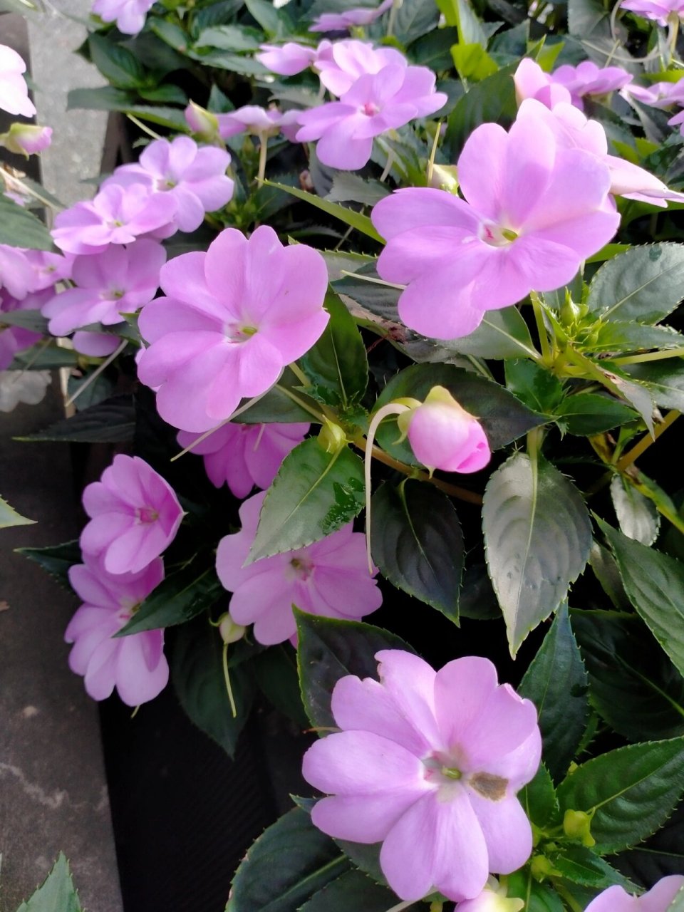 苏丹凤仙花 今天拍了一组娇嫩可爱的花,苏丹凤仙花,花语就是娇嫩可爱.