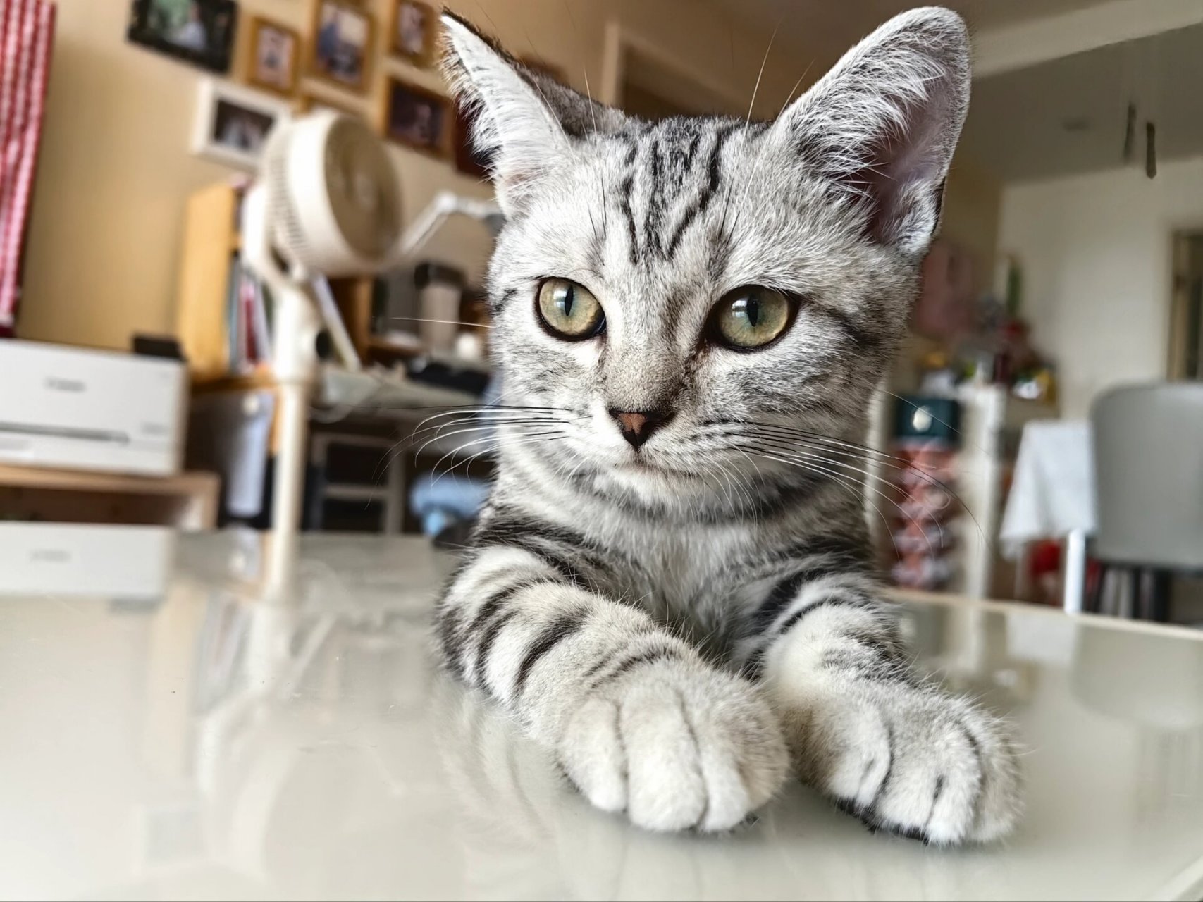 美短虎斑猫怎么看品相,纯种怎么分 美短虎斑又叫美国短毛猫,皮实好养