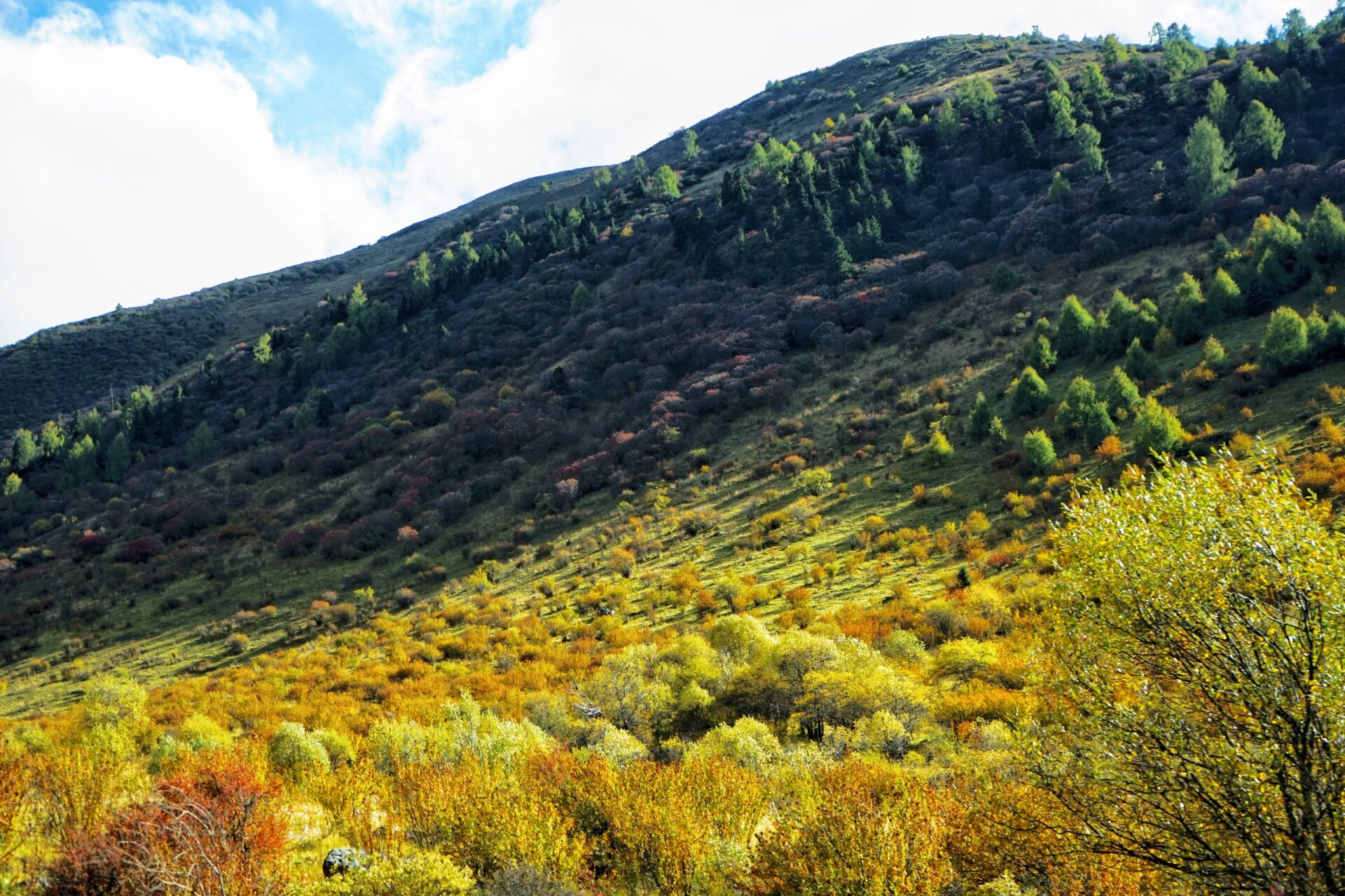 鹧鸪山 99定位:鹧鸪山自然公园 出行方式:07 99门票:1元(抖音