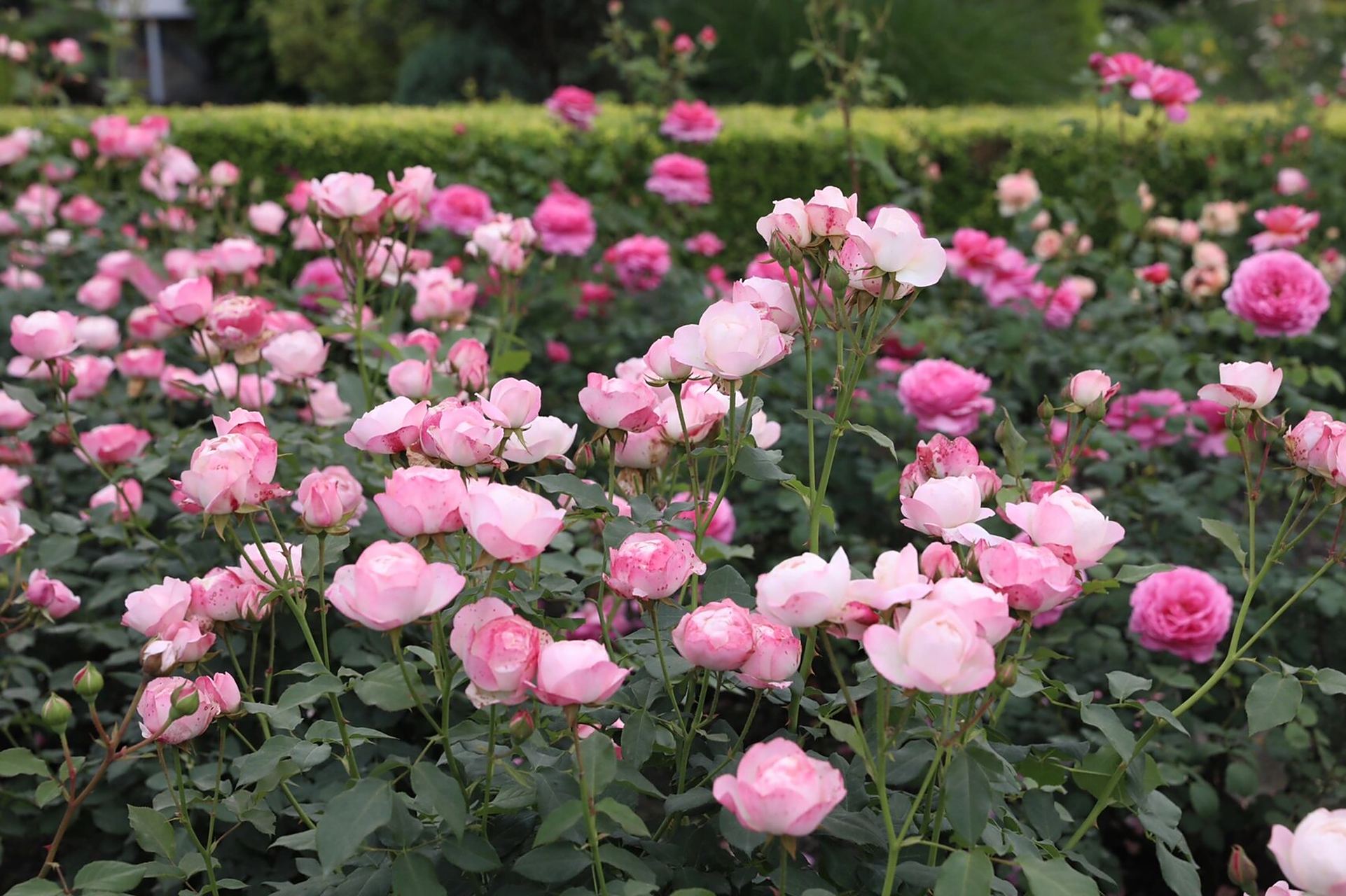 100年经典植物推荐|月季草莓杏仁饼 粉色月季受人喜爱,其中有一款更是